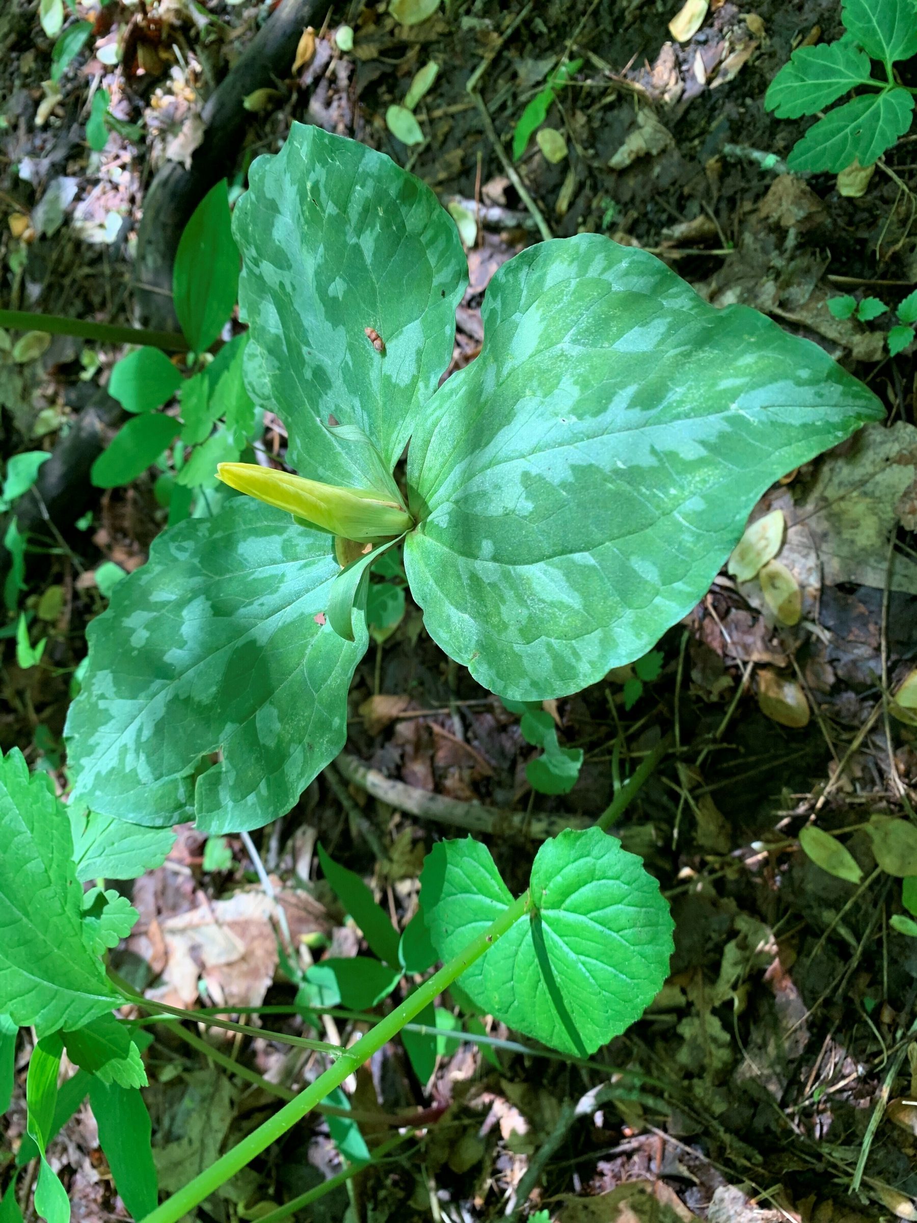 Toadshade / Yellow Trillium (Trillium luteum)