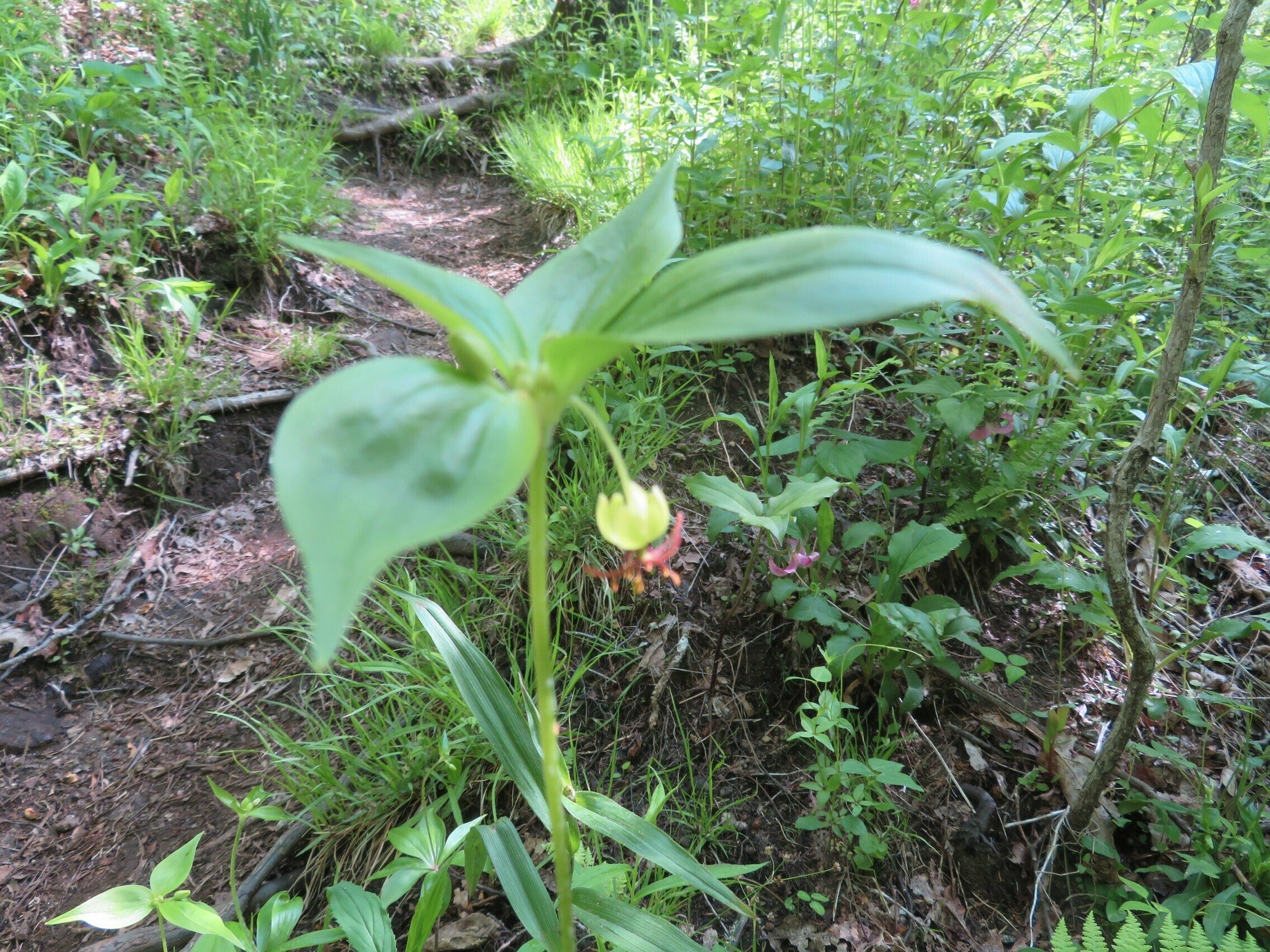Squaw Root (Conopholis americana) - best of worst photos