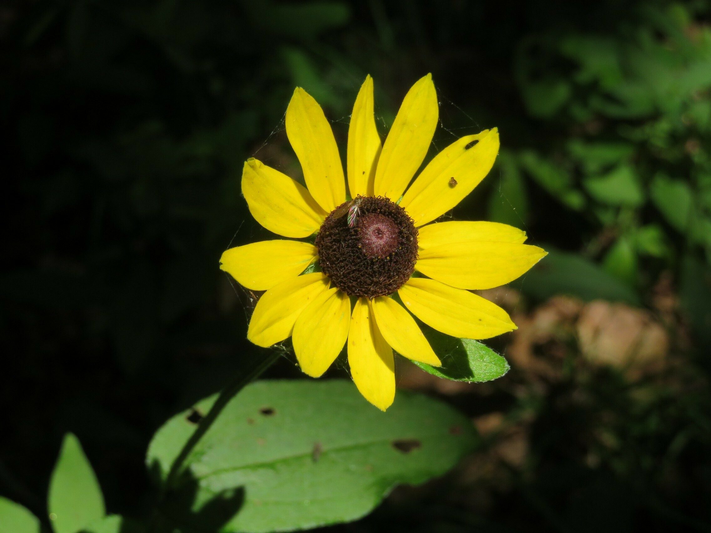Orange coneflower (Rudbeckia fulgida)