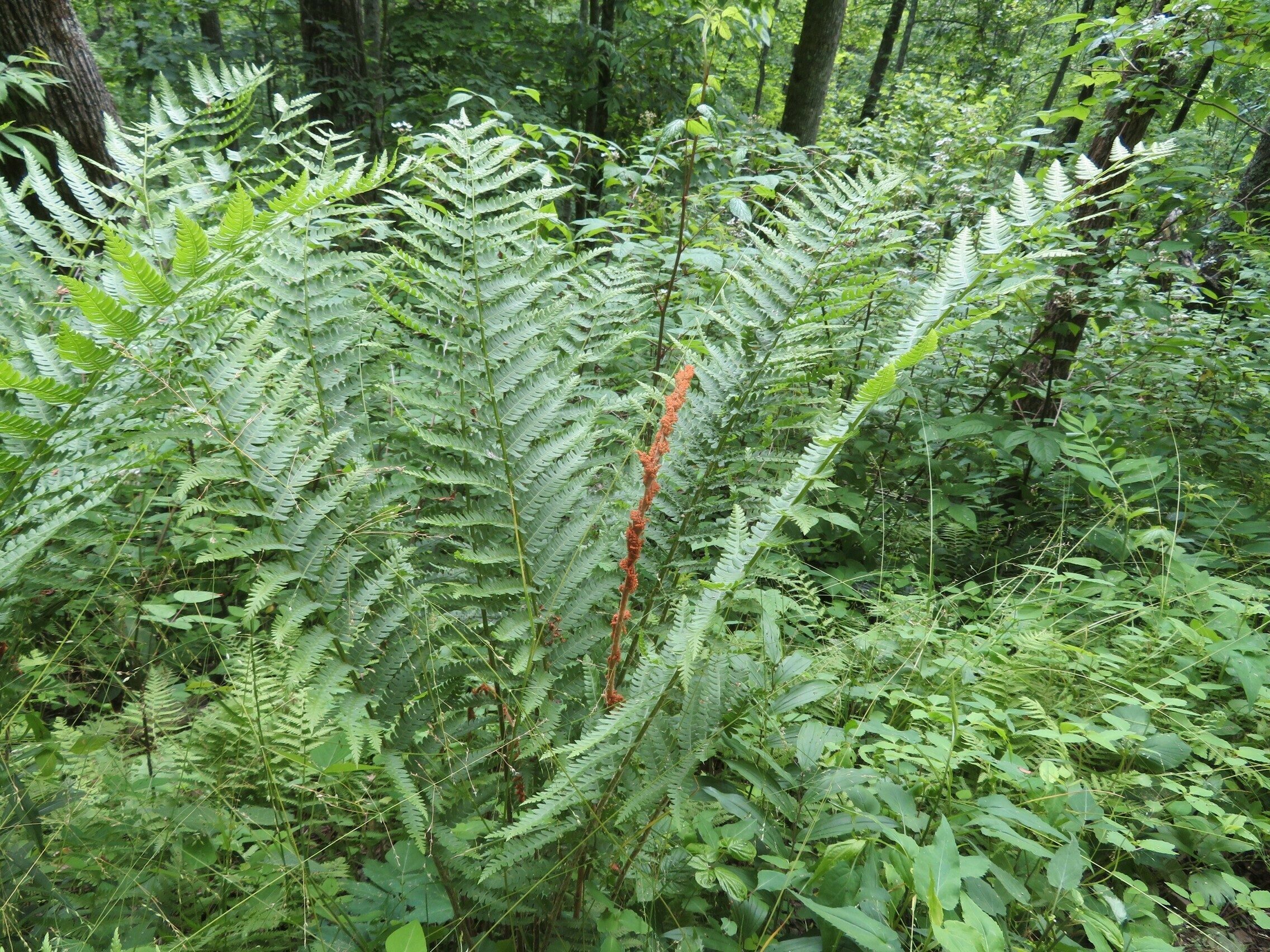 Cinnamon Fern (Osmunda cinnamomea)