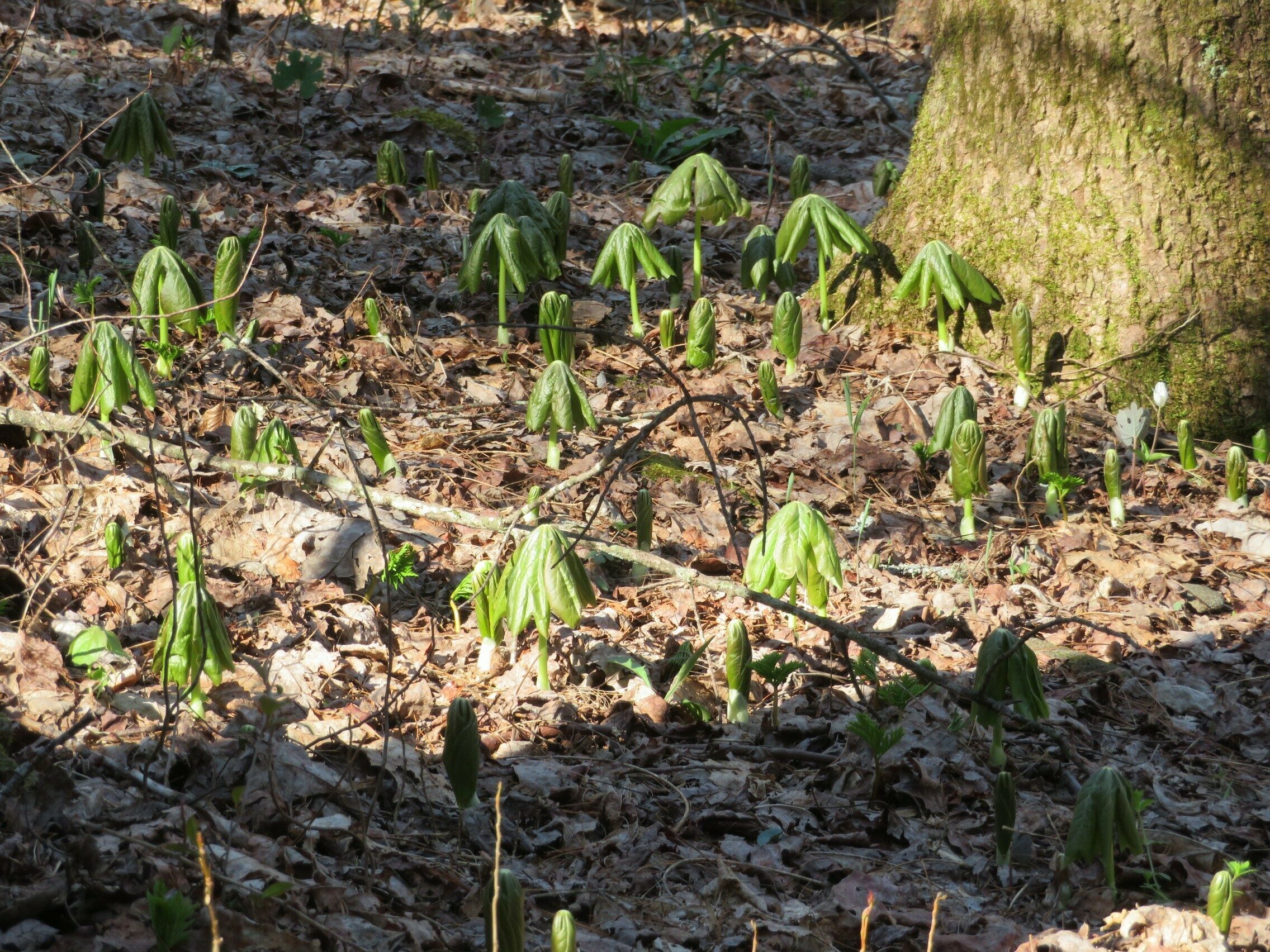 A cluster of May-Apples coming up through the leaf cover.