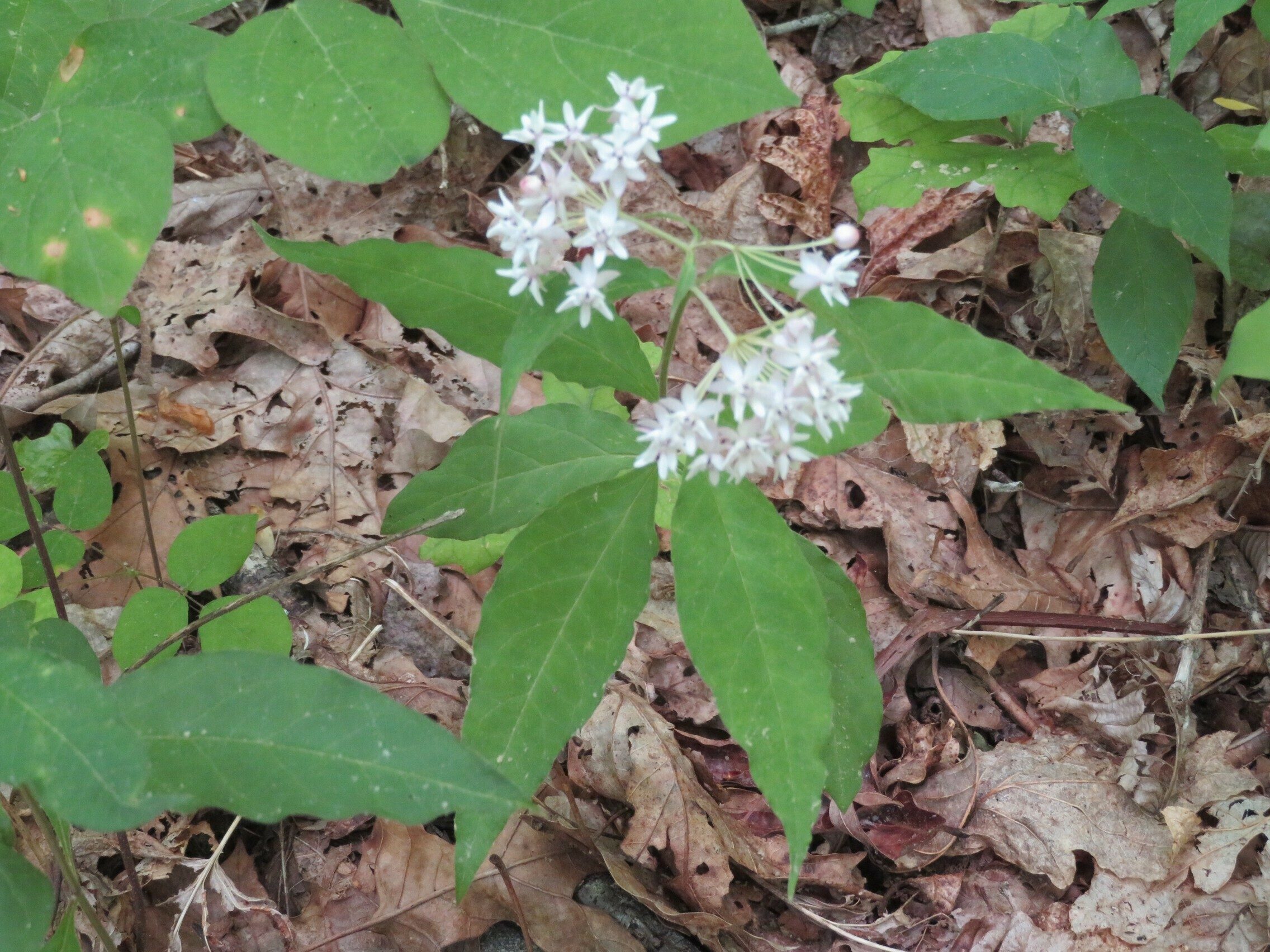 Four-leaf Milkweed(Asclepias quadrifolia)