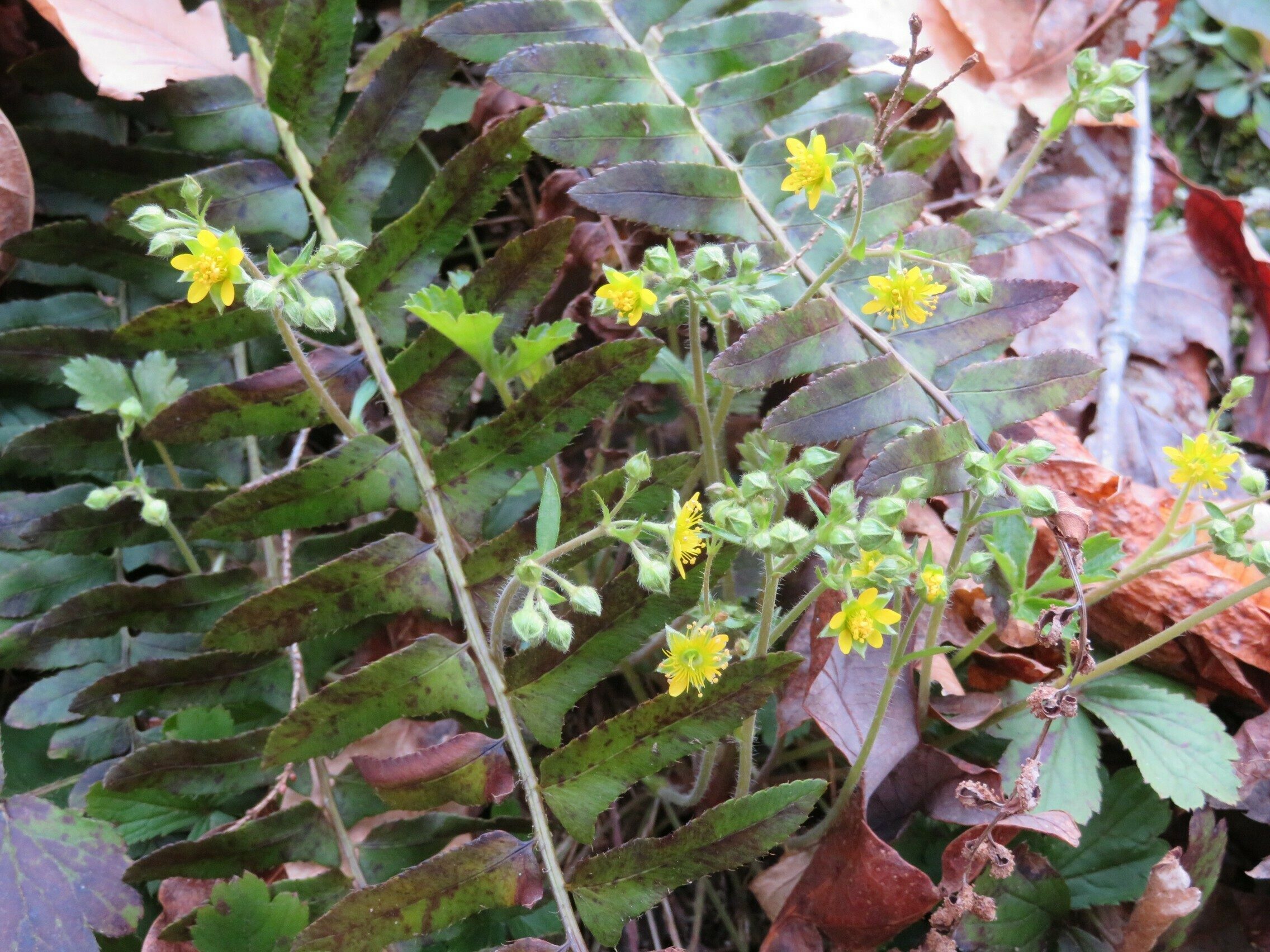 Unknown wildflower?