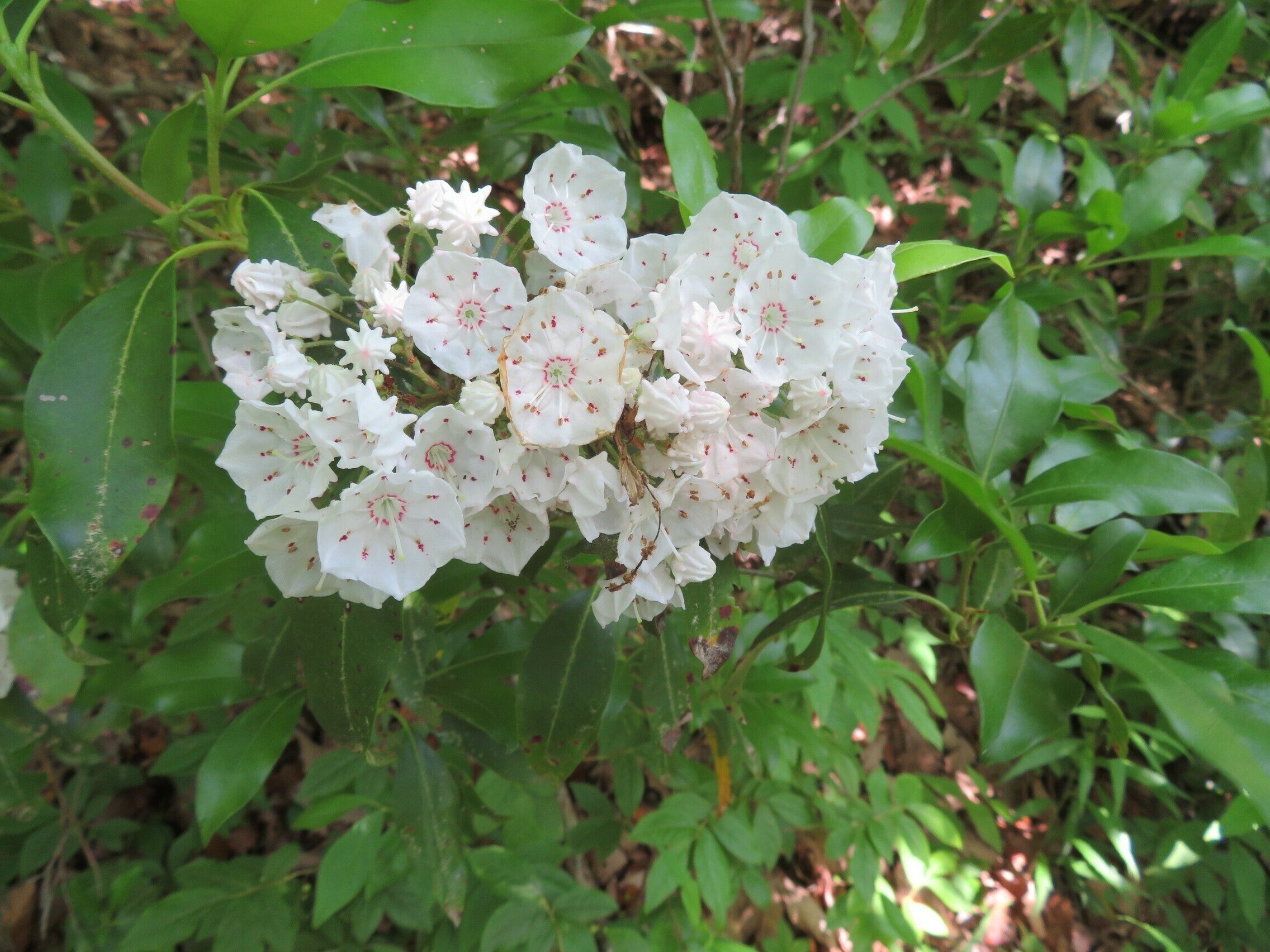 Mountain Laurel (Kalmia latifolia)
