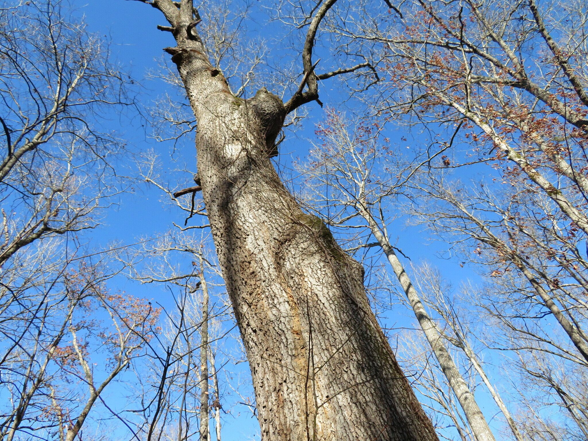 A few really large hardwoods that caught our attention.