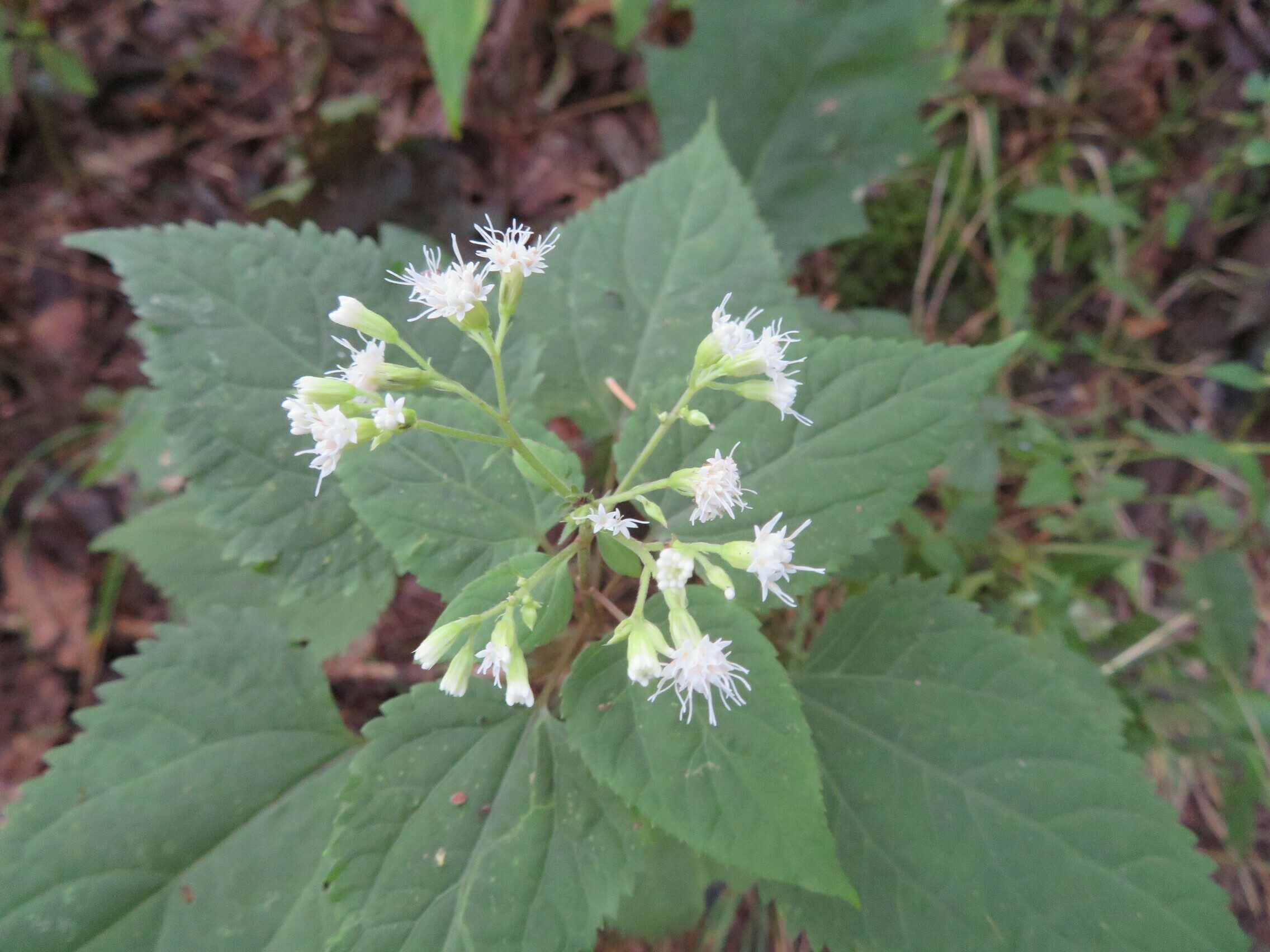 White Snakeroot (Eupatorium rugosum) is the flower of the day on this hike.