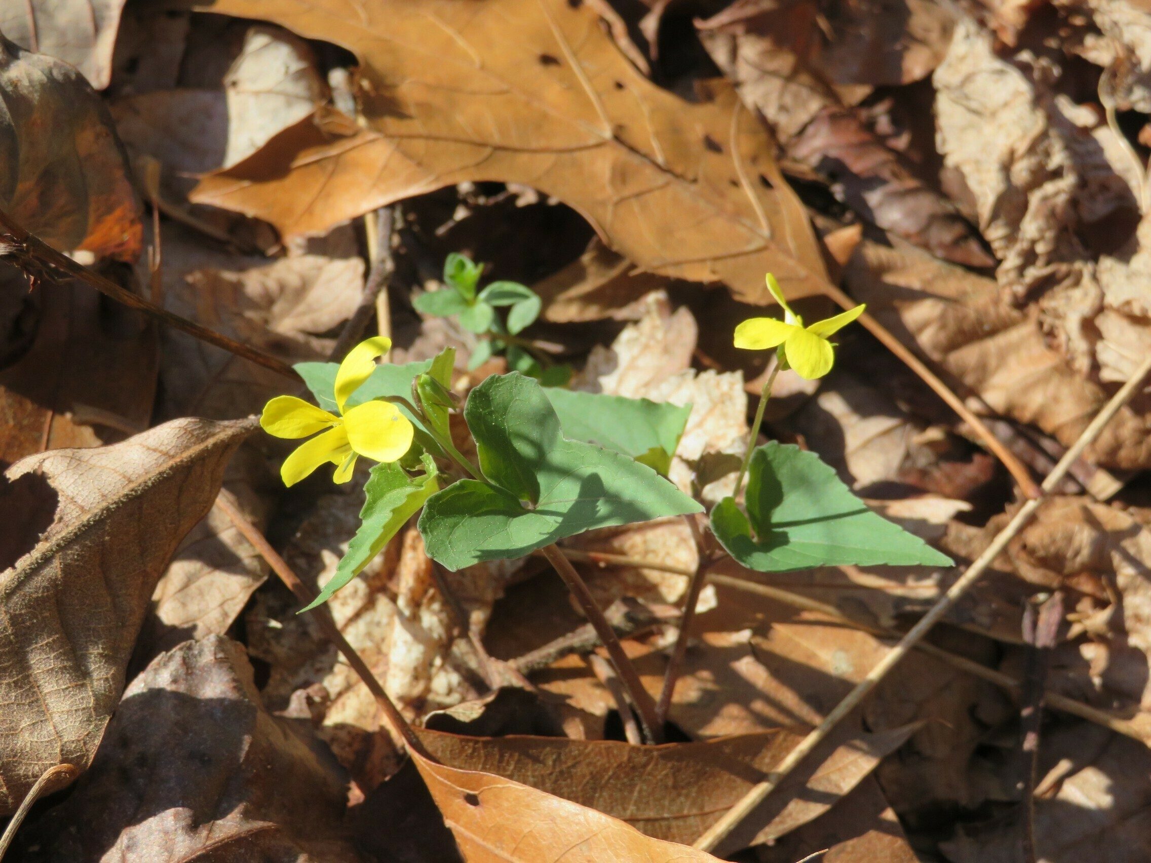 Halberd-leaved Violet (Viola hastata)