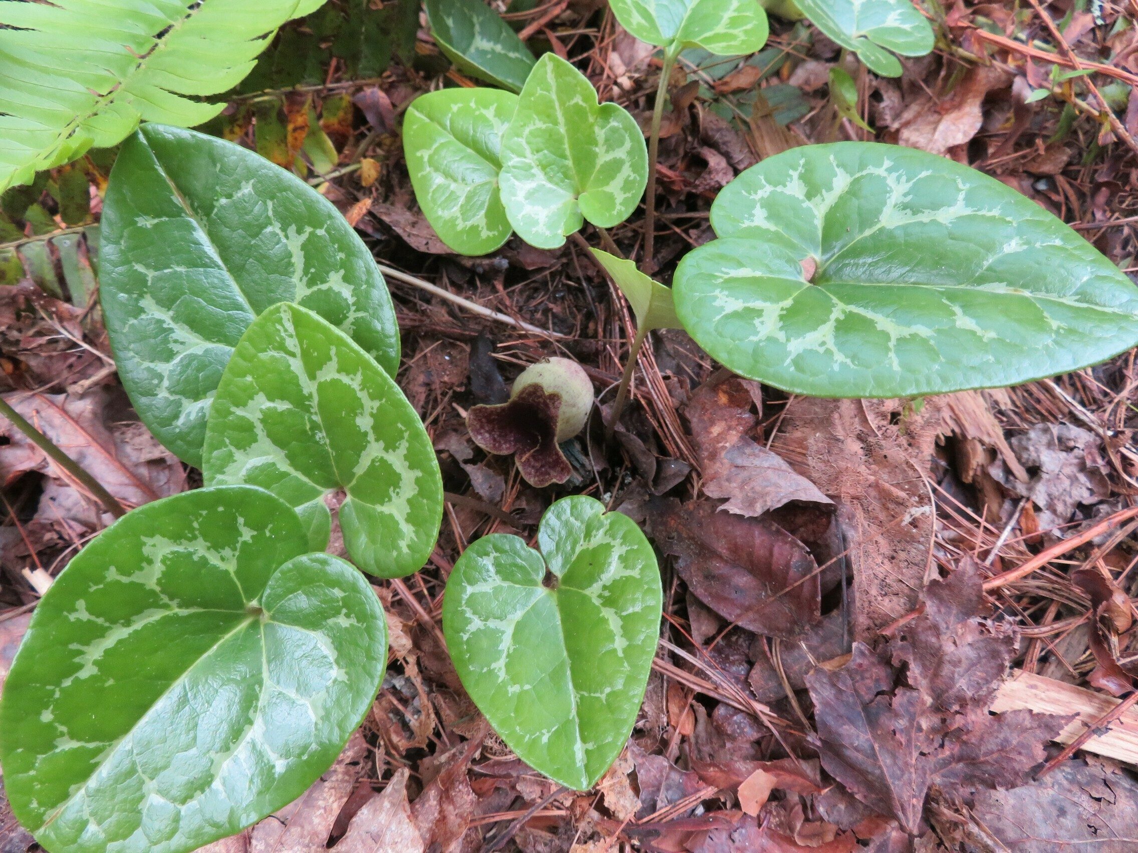 Ginger / Little Brown Jugs (Hexastylis arifolia)