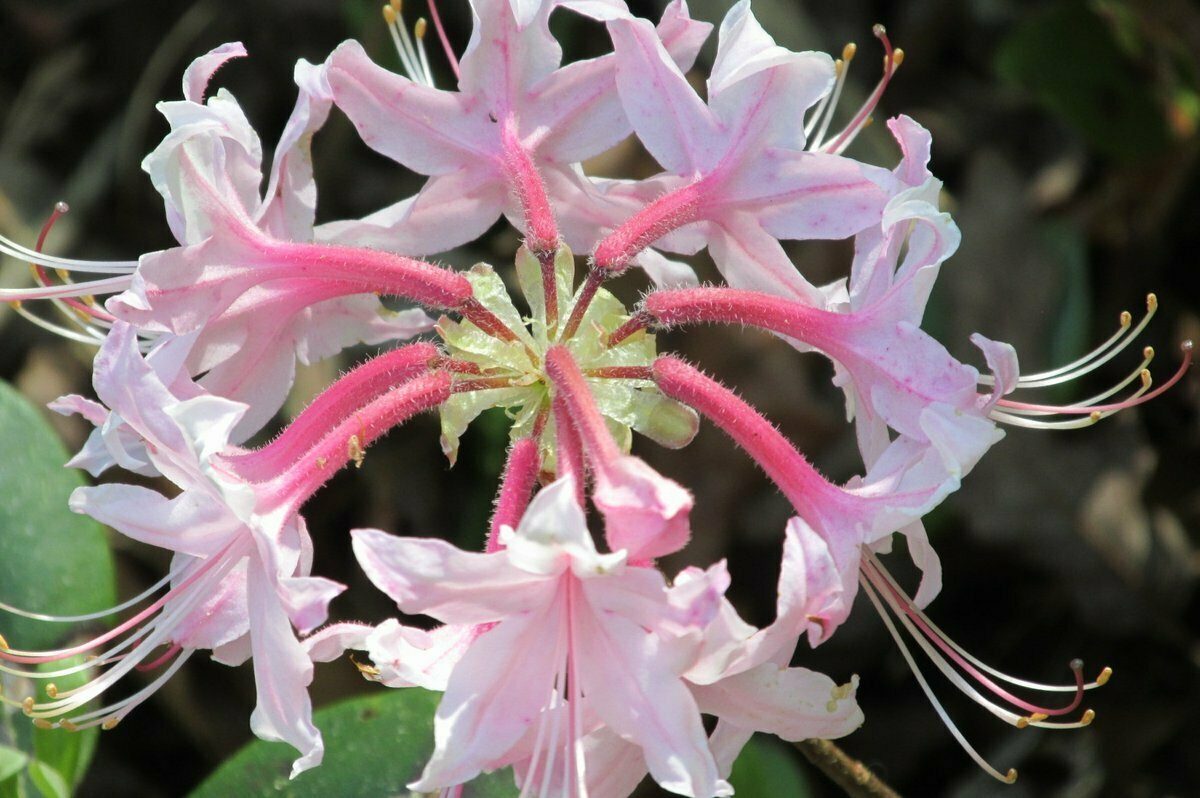 Pinxter (Rhododendron canescens)