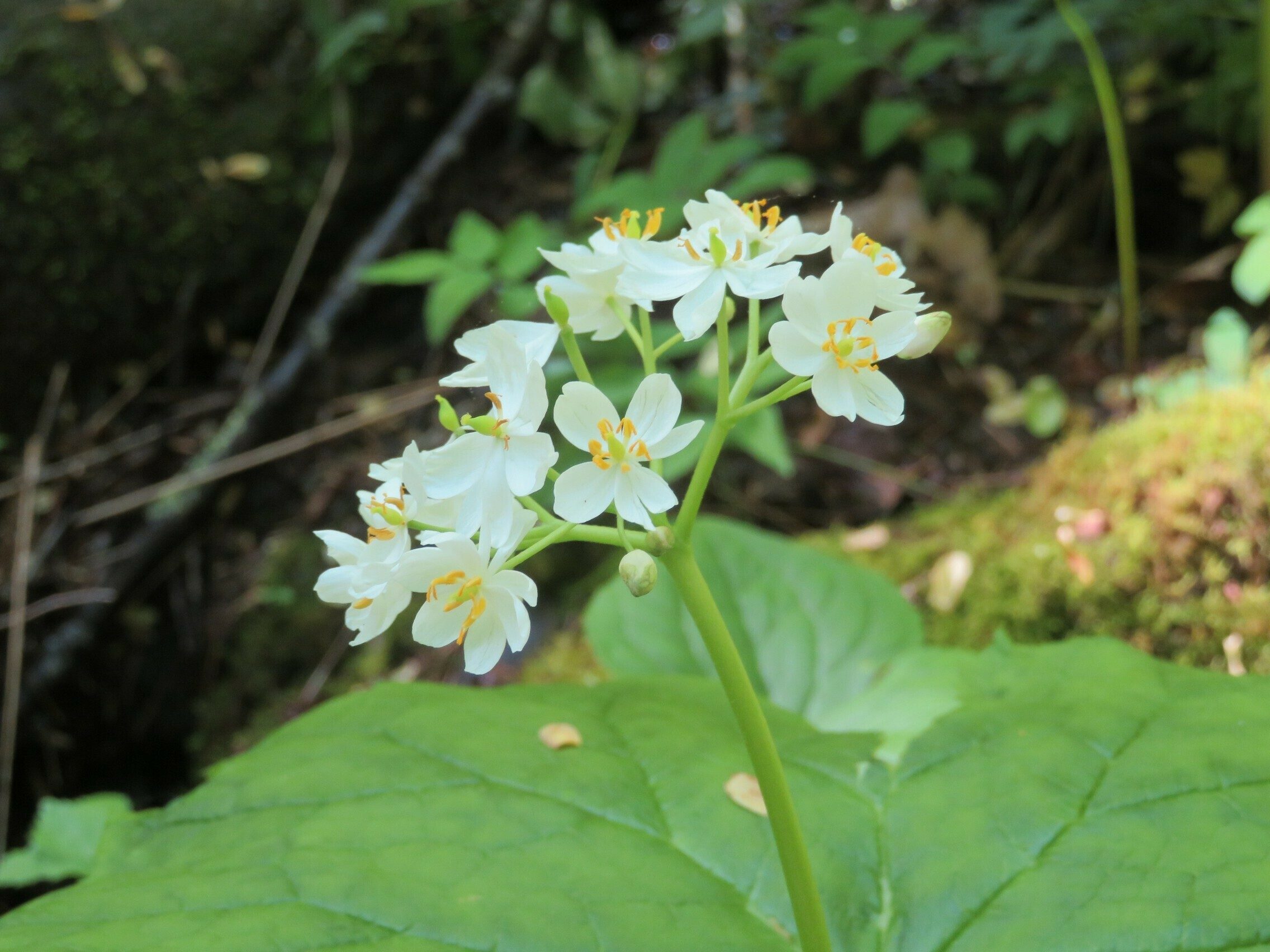 Umbrella Leaf (Diphylleia cymosa)