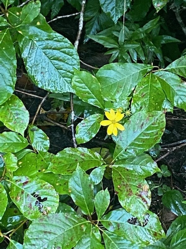 Small Wood Sunflower (Helianthus microcephalus) ???