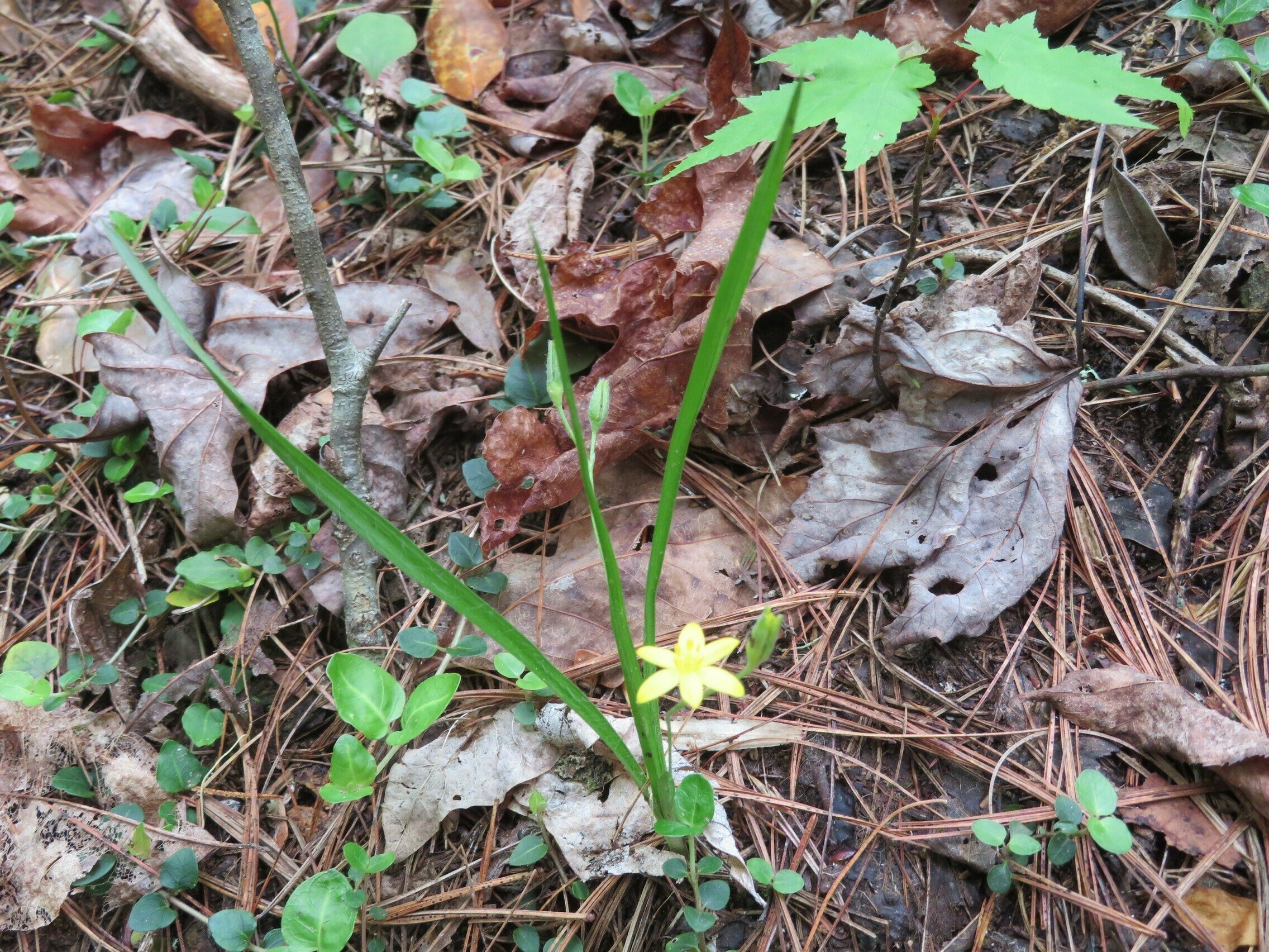 An occasional Yellow Stargrass (Hypoxis hirsuta)