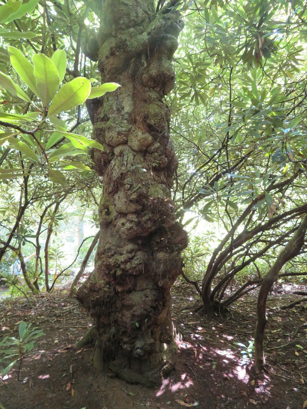 One of several gnarly American Beech trees along the Nantahala River near the campground. Some with Rhododendron growing our of the trunk.