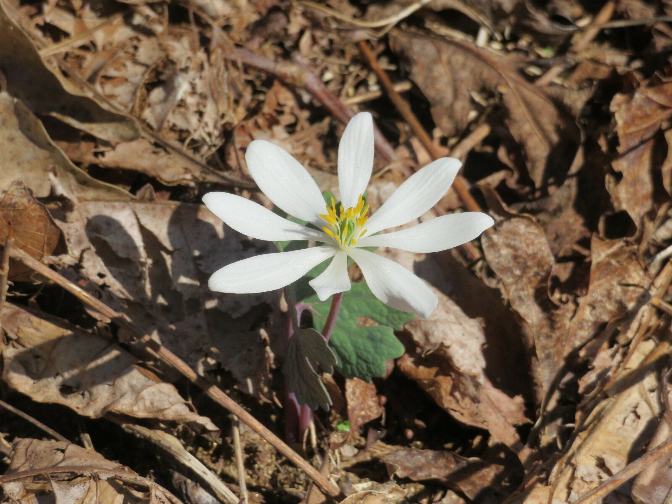 Bloodroot (Sanguinaria canadensis)