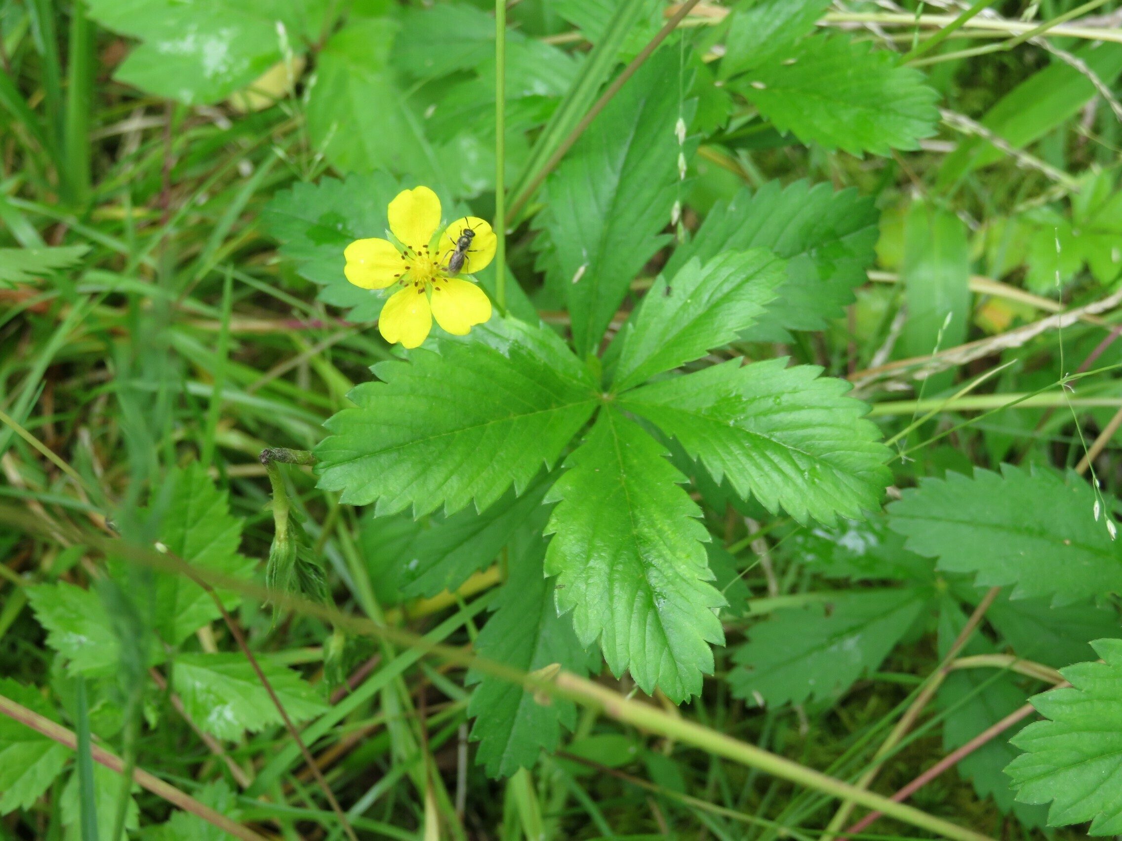 Common Cinquefoil (Potentilla canadensis)