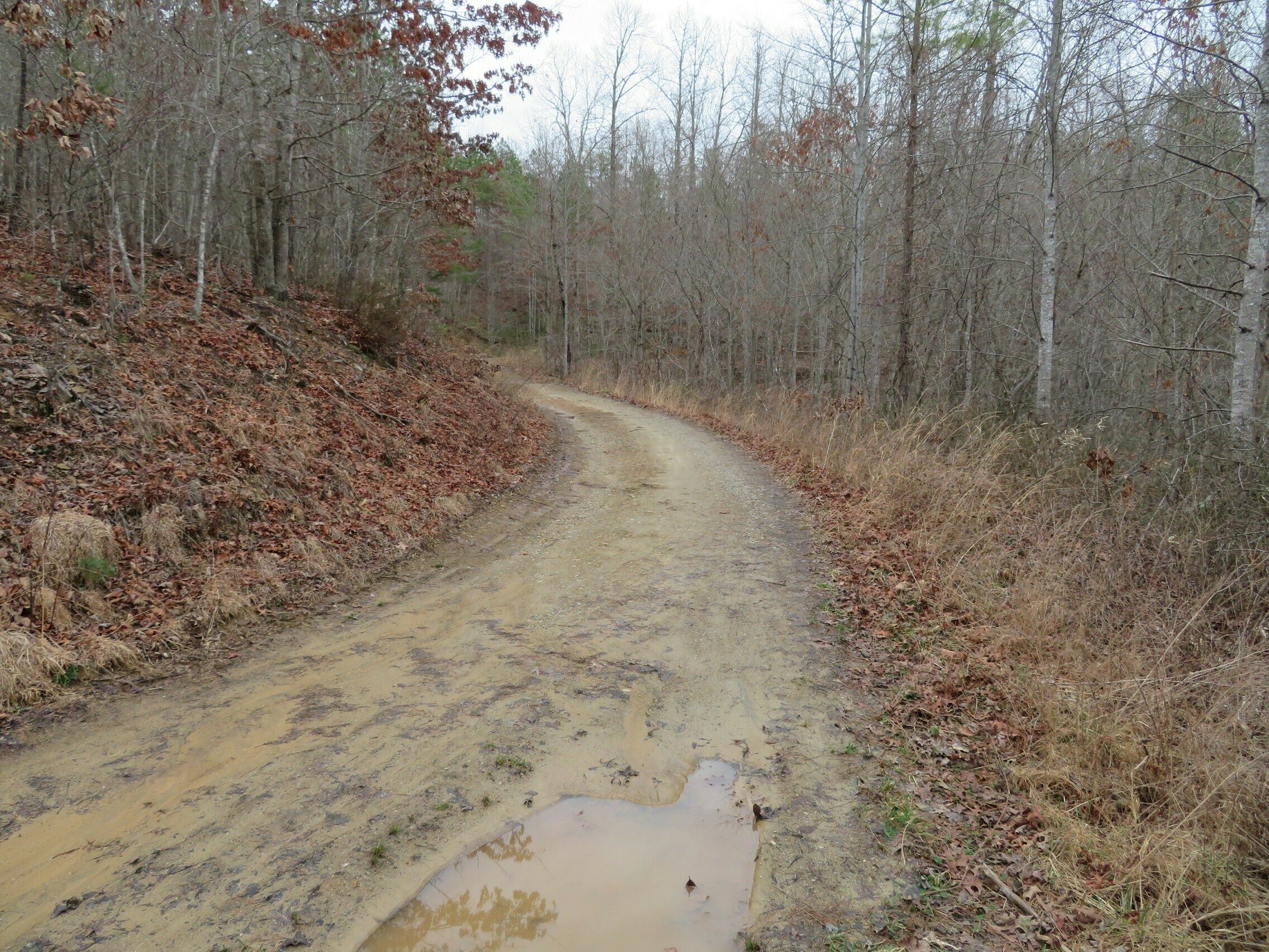 First part of trail from trailhead is old logging roads.