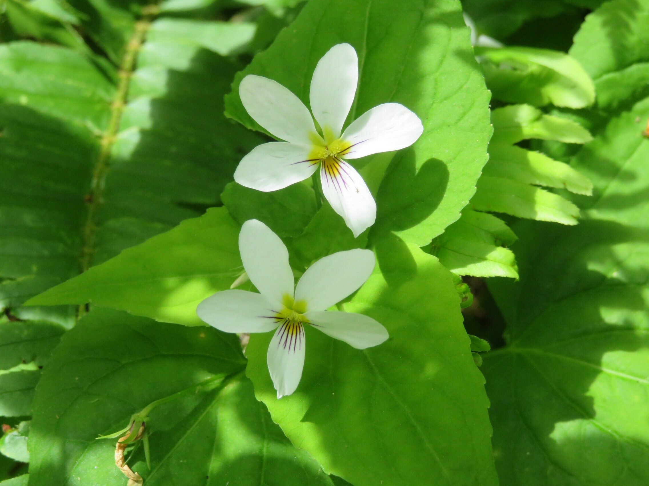 Canada violet (Viola canadensis)