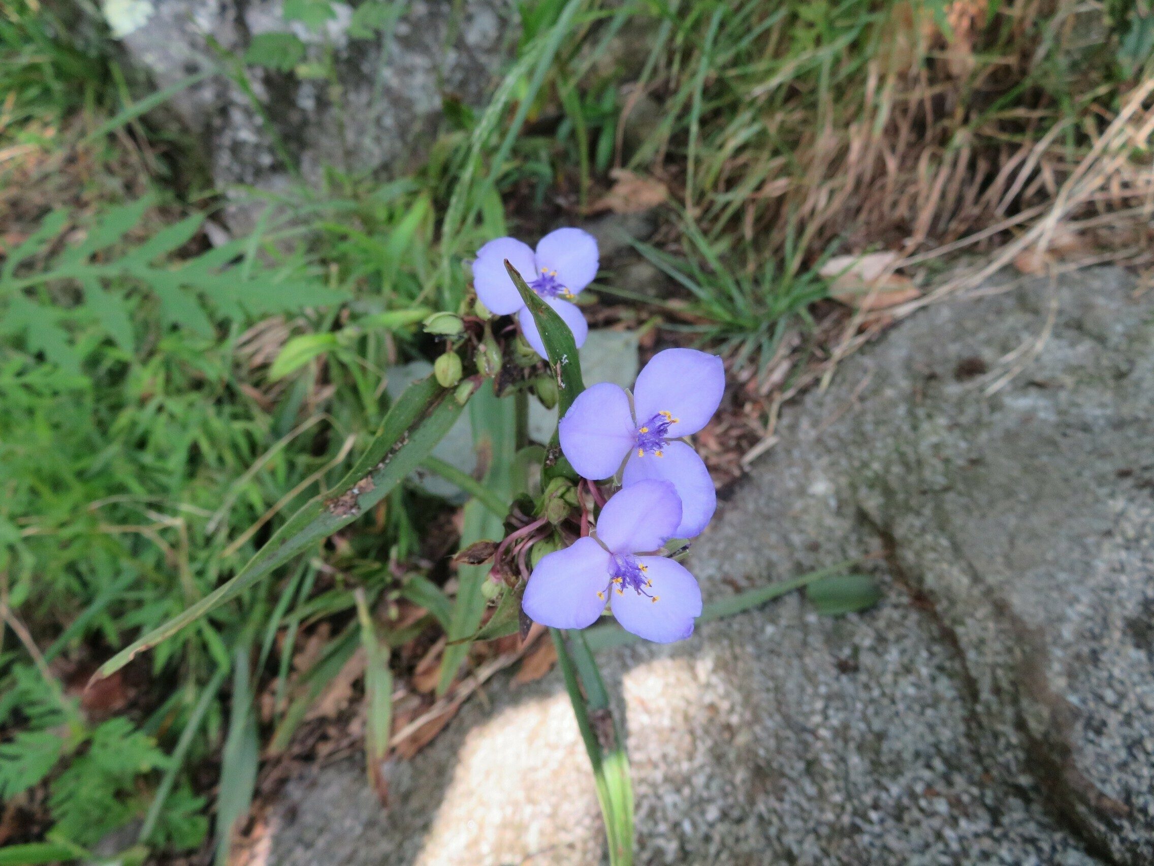 Spiderwort (Tradescantia subaspera)