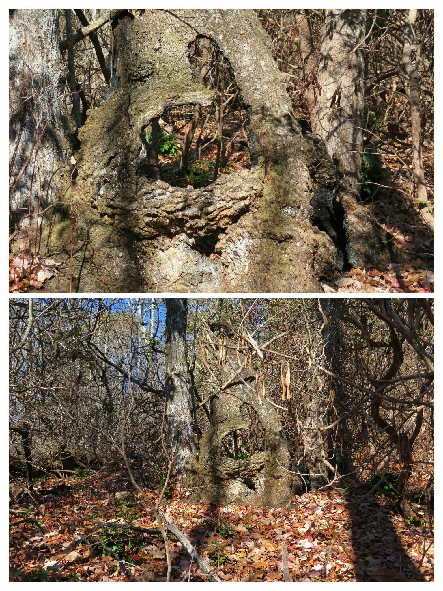 This heart-shaped hole in a burnt-out stump was a surprise along the trail.