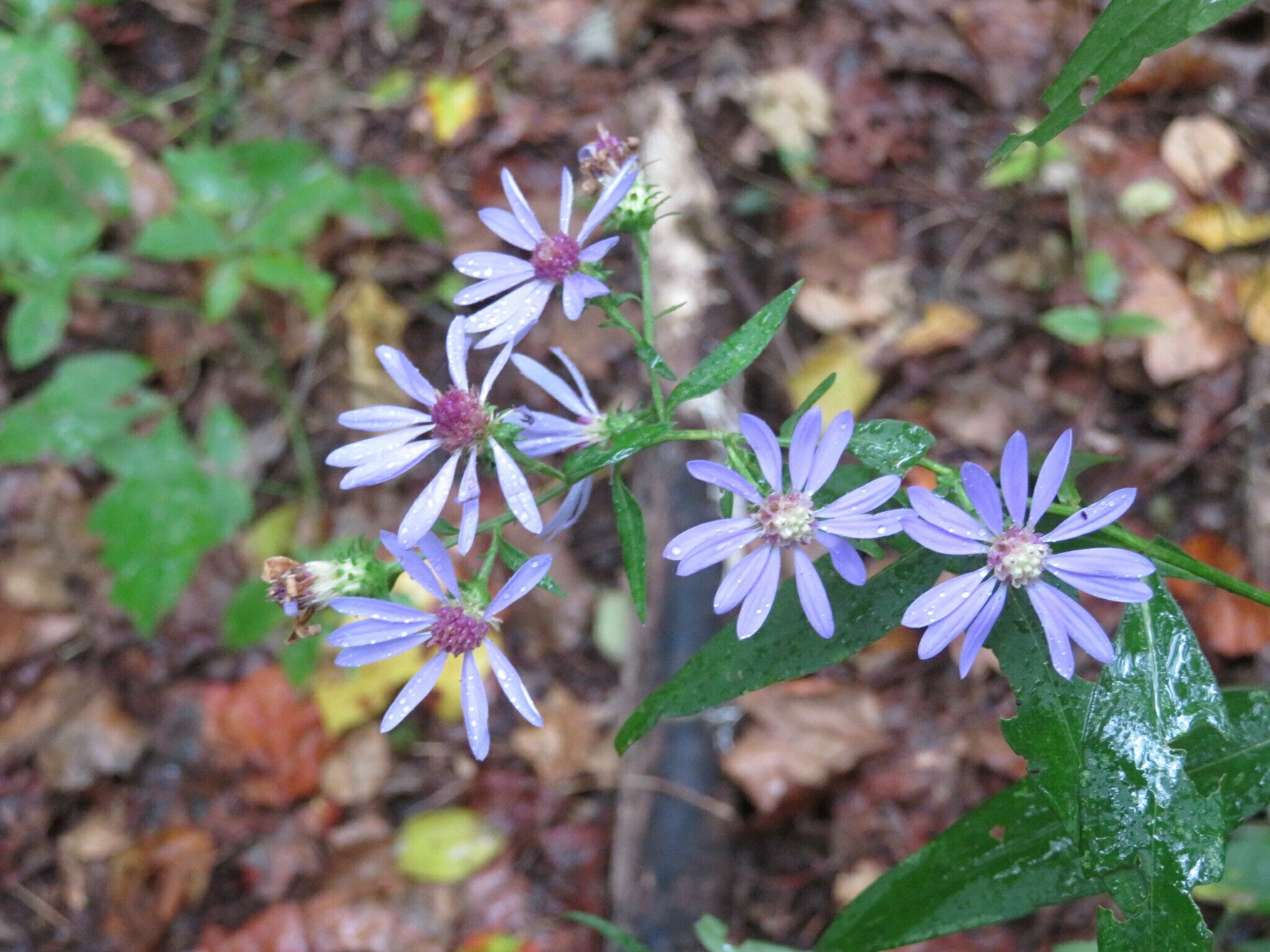 A few bits of Blue Wood Aster still remaining along the trail.