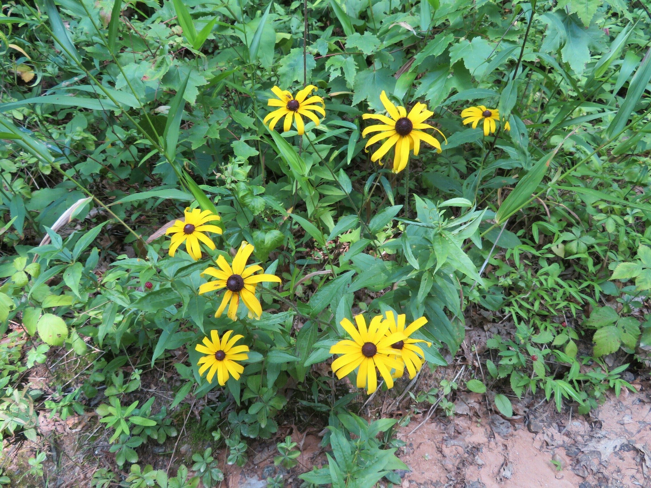 Orange coneflower (Rudbeckia fulgida)
