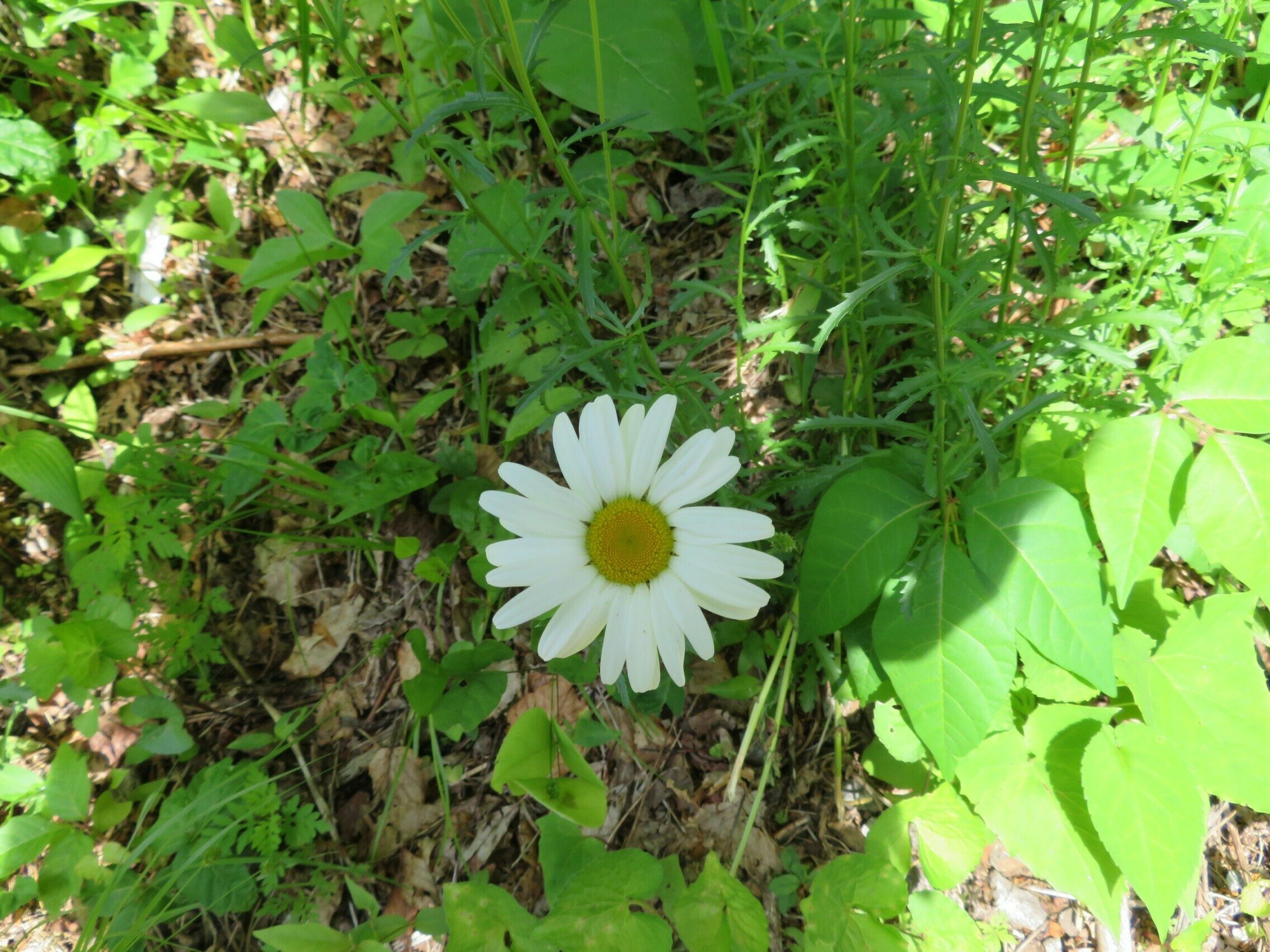 Oxeye Daisy (Chrysanthemum leucanthemum