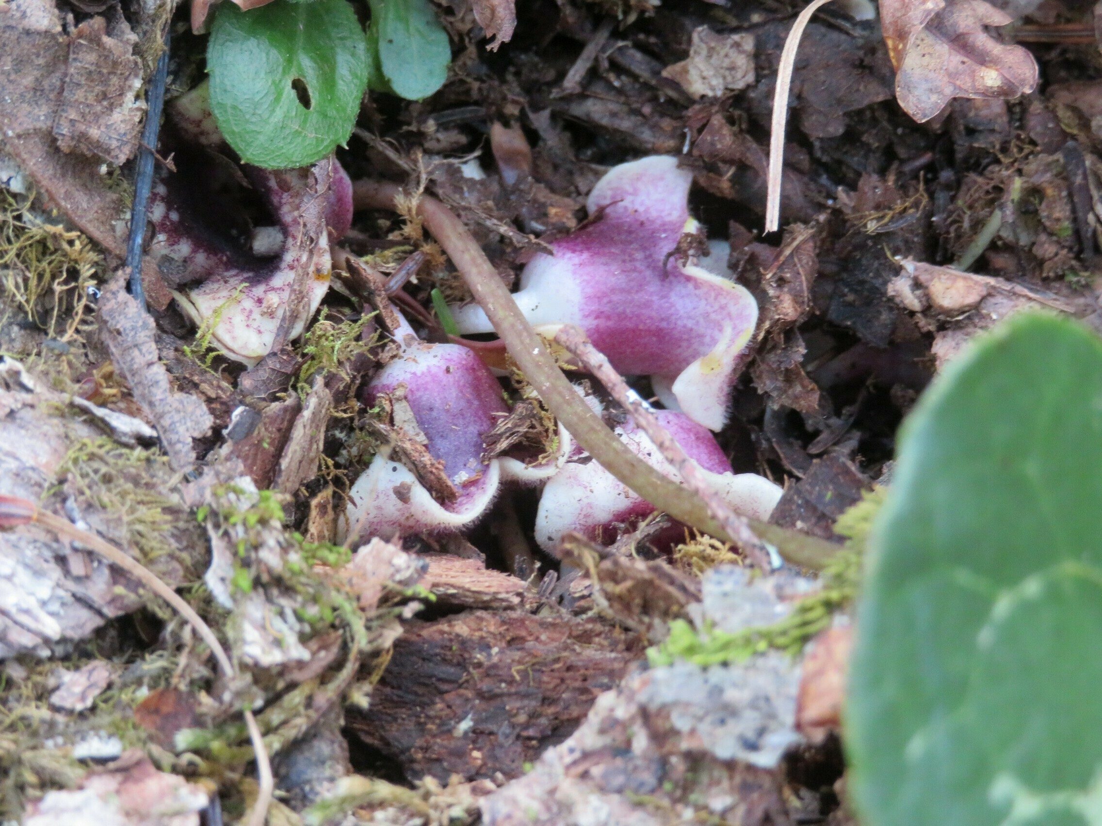 Ginger / Little Brown Jugs (Hexastylis arifolia )