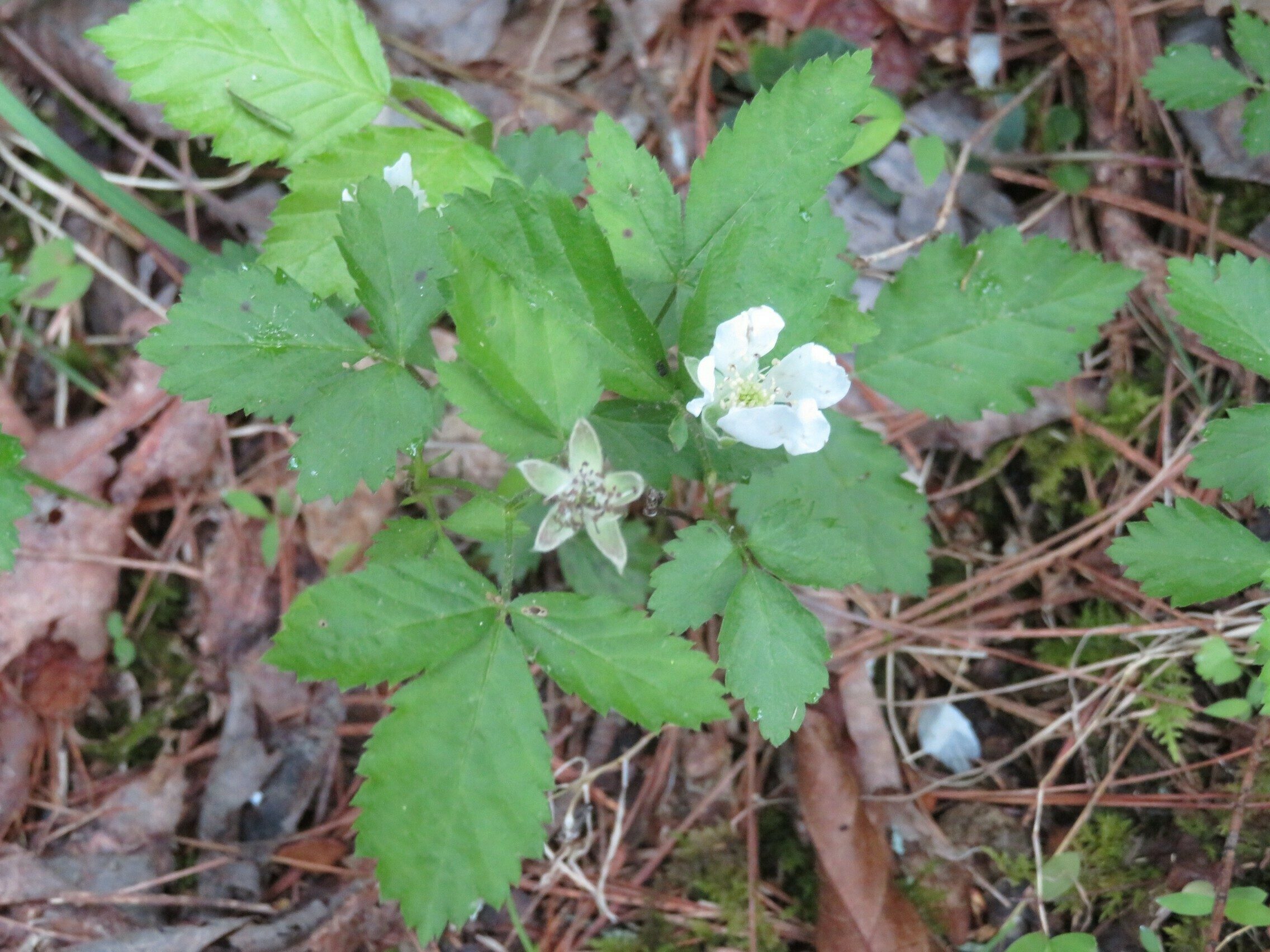 Lots of blackberry blooms along the trail.