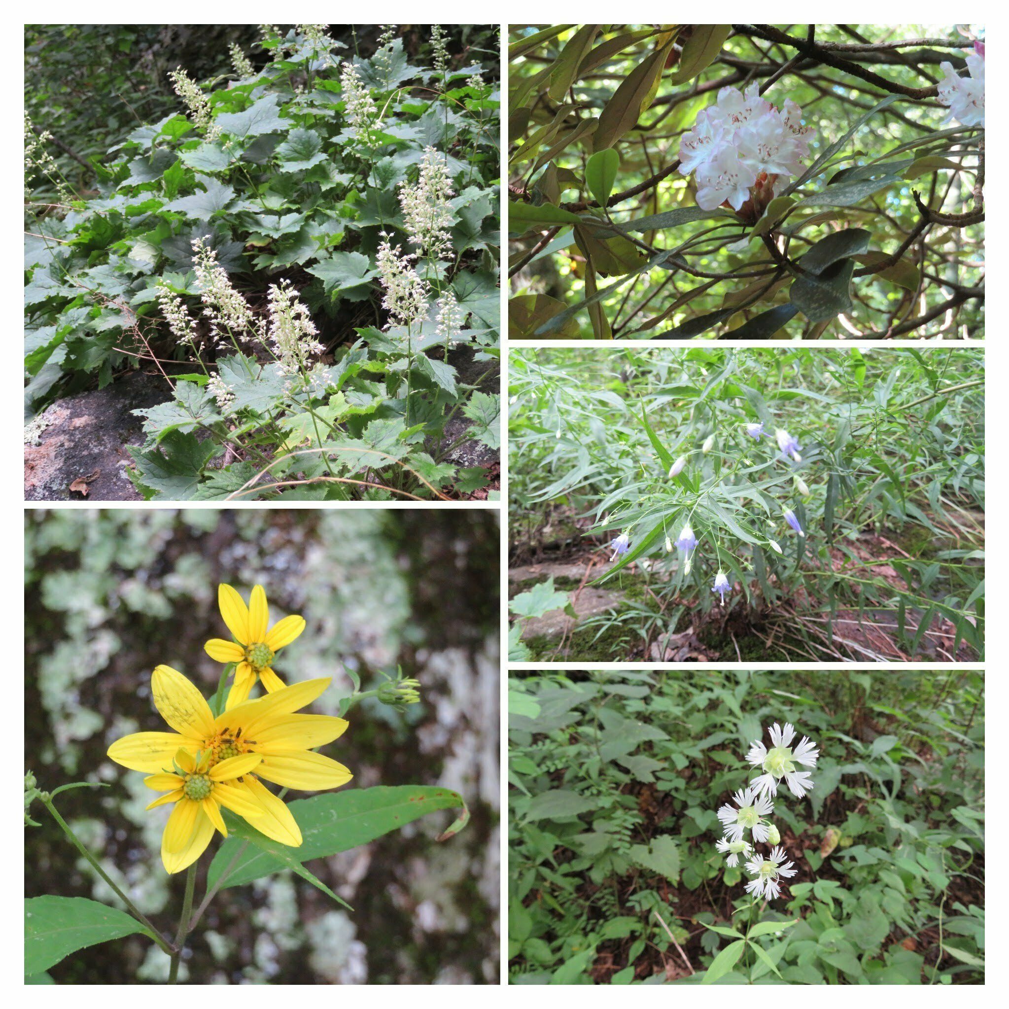 More wildflowers