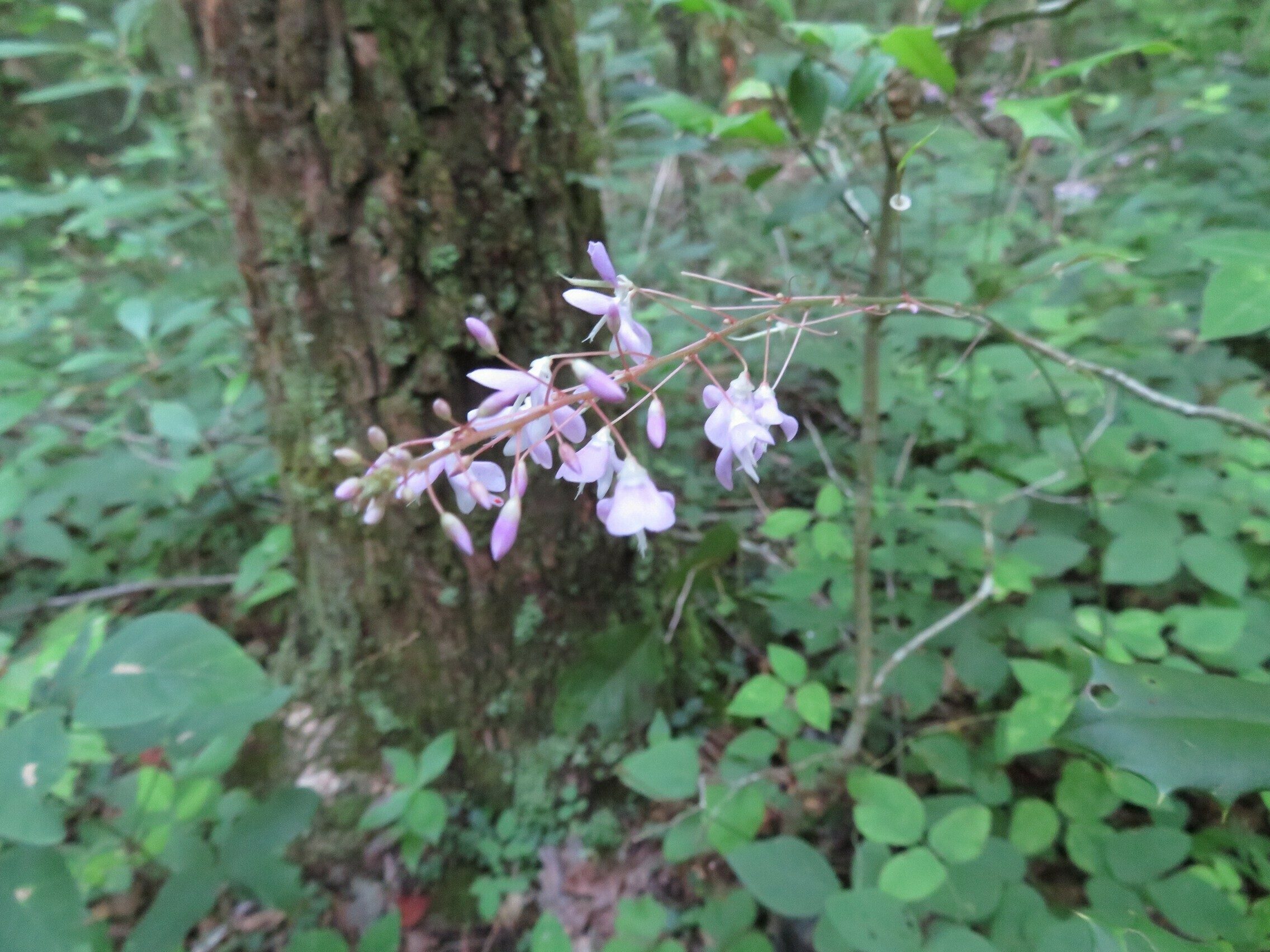 Tick Trefoil / Beggar Lice (Desmodium nudiflorum)
