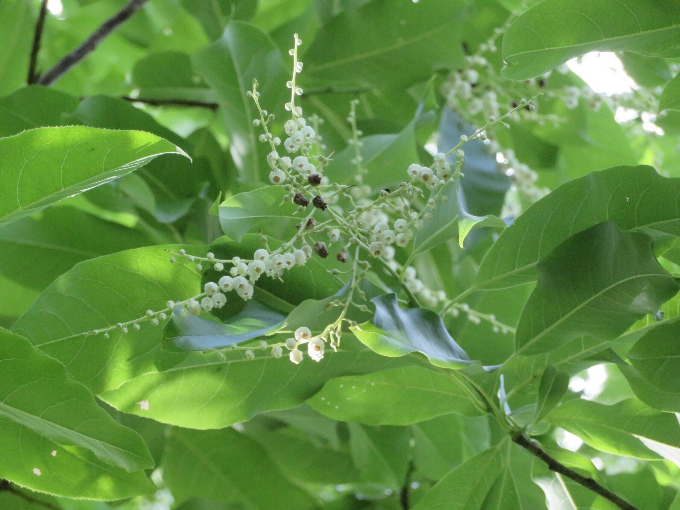 Sourwood Tree in bloom (Oxydendrum arboreum)