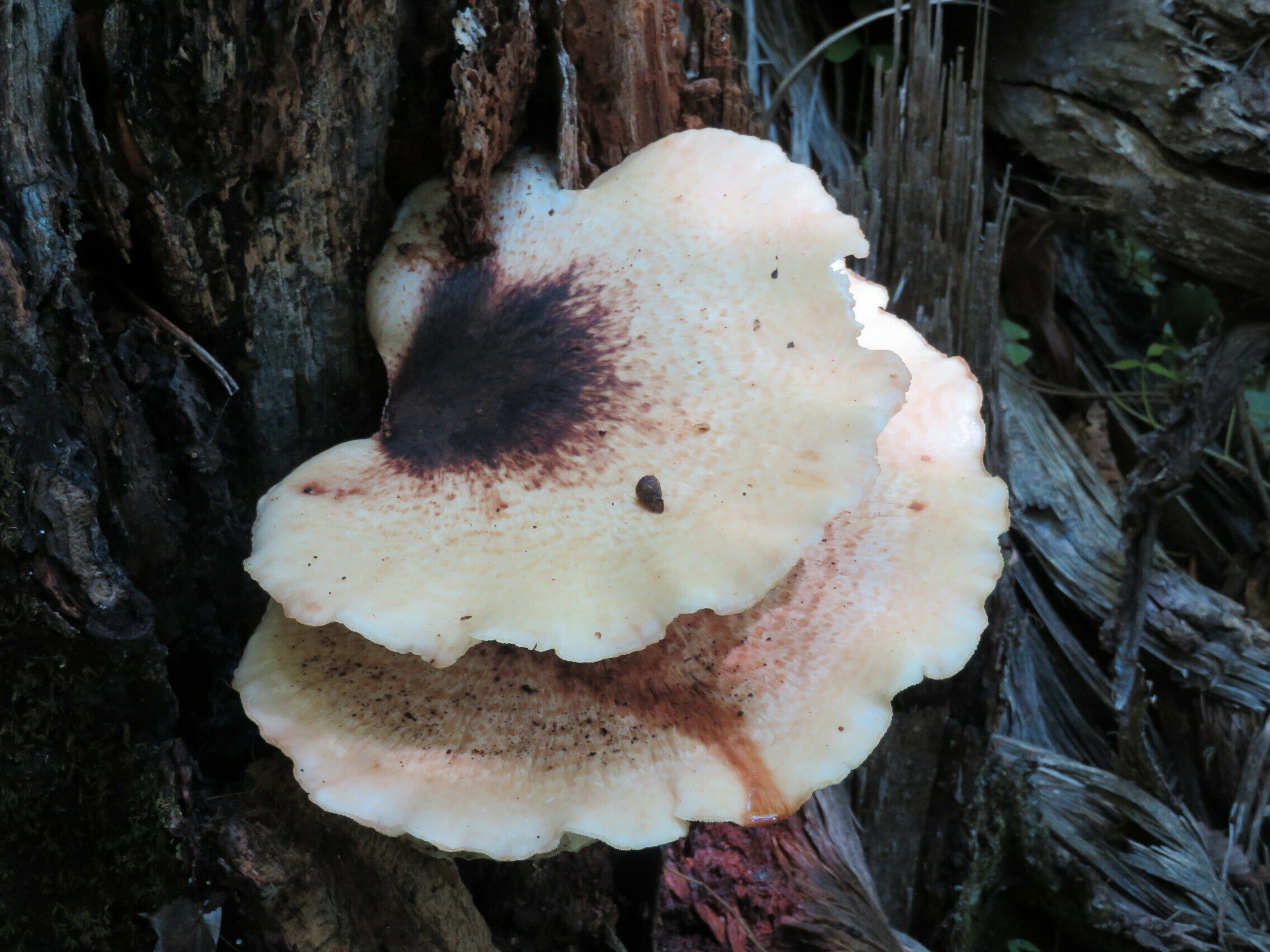 While not obvious from the photo, this was the fungus of the day, being 12-15 inches across.