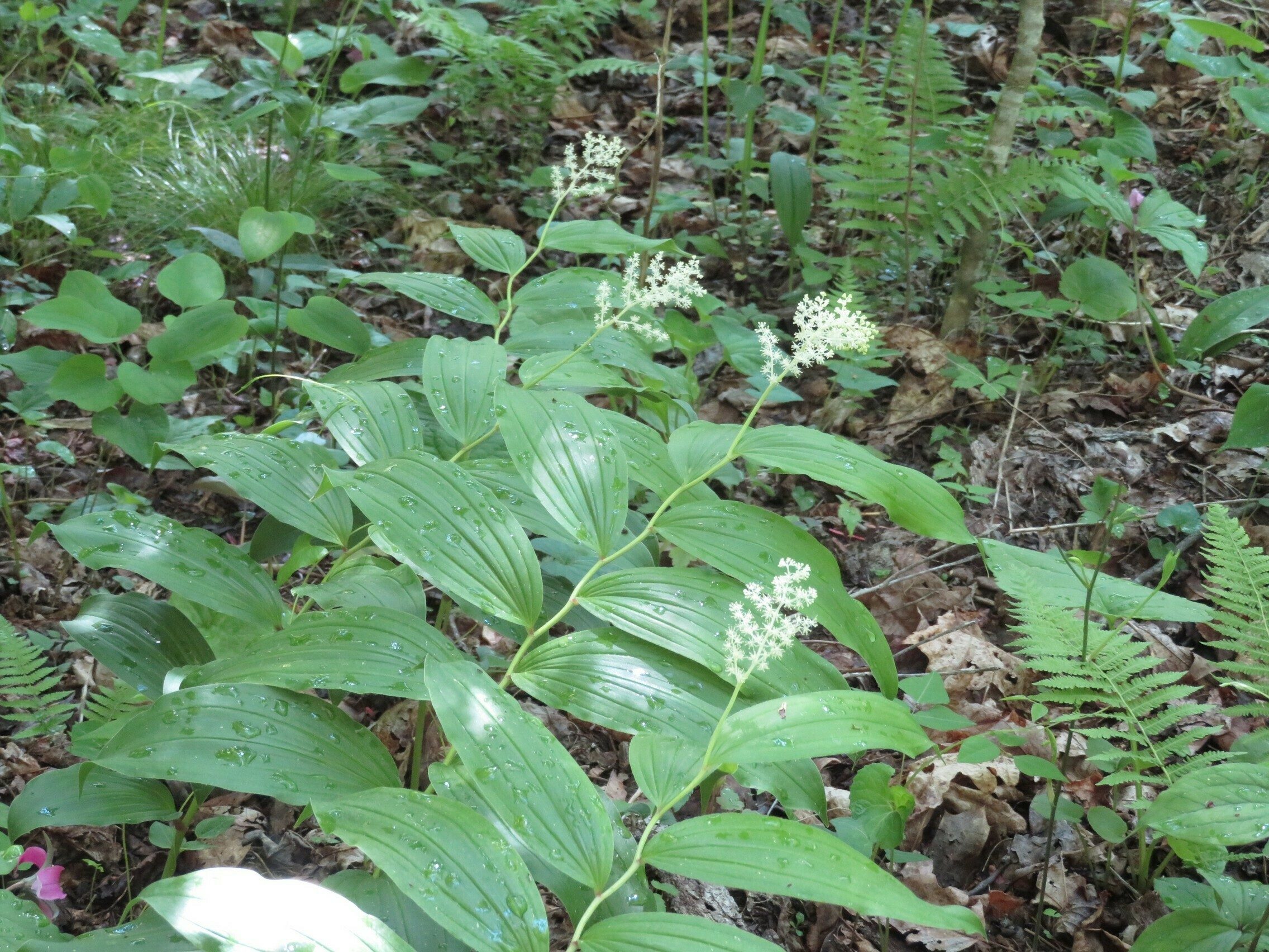 False Solomon's Seal (Maianthemum racemosum)