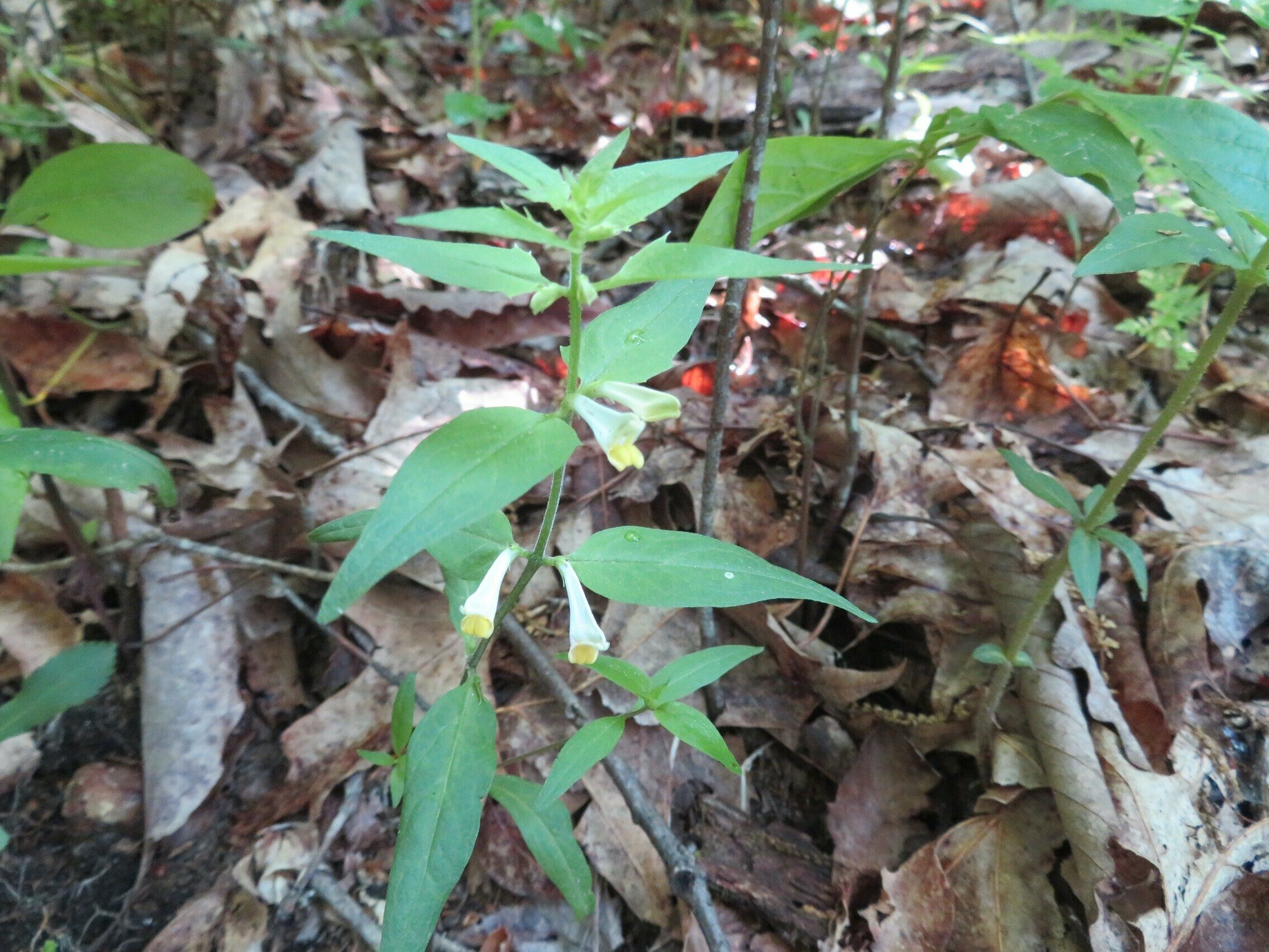 Cow-wheat (Melampyrum lineare)