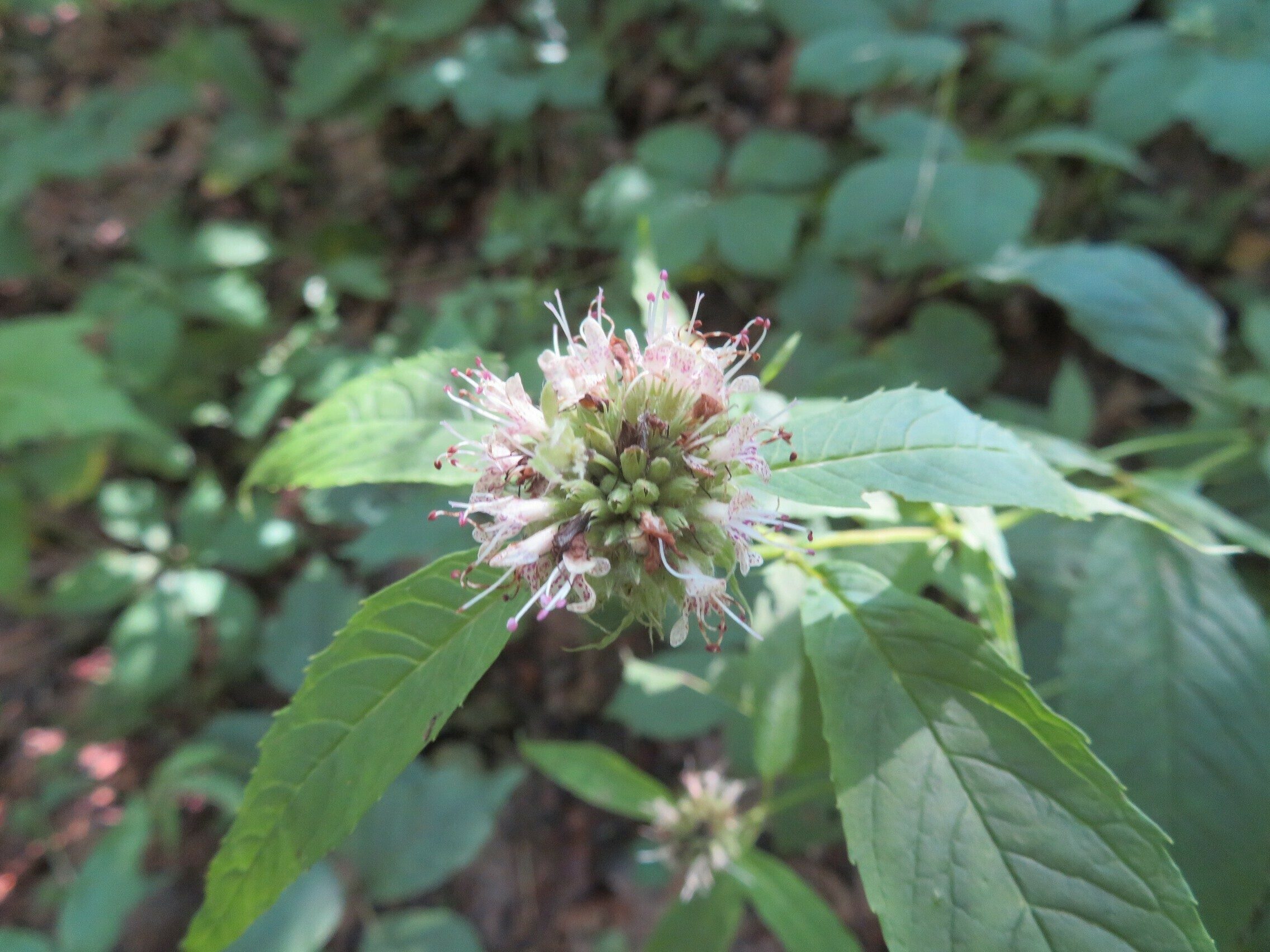 White bergamot (Monarda clinopodia) ??