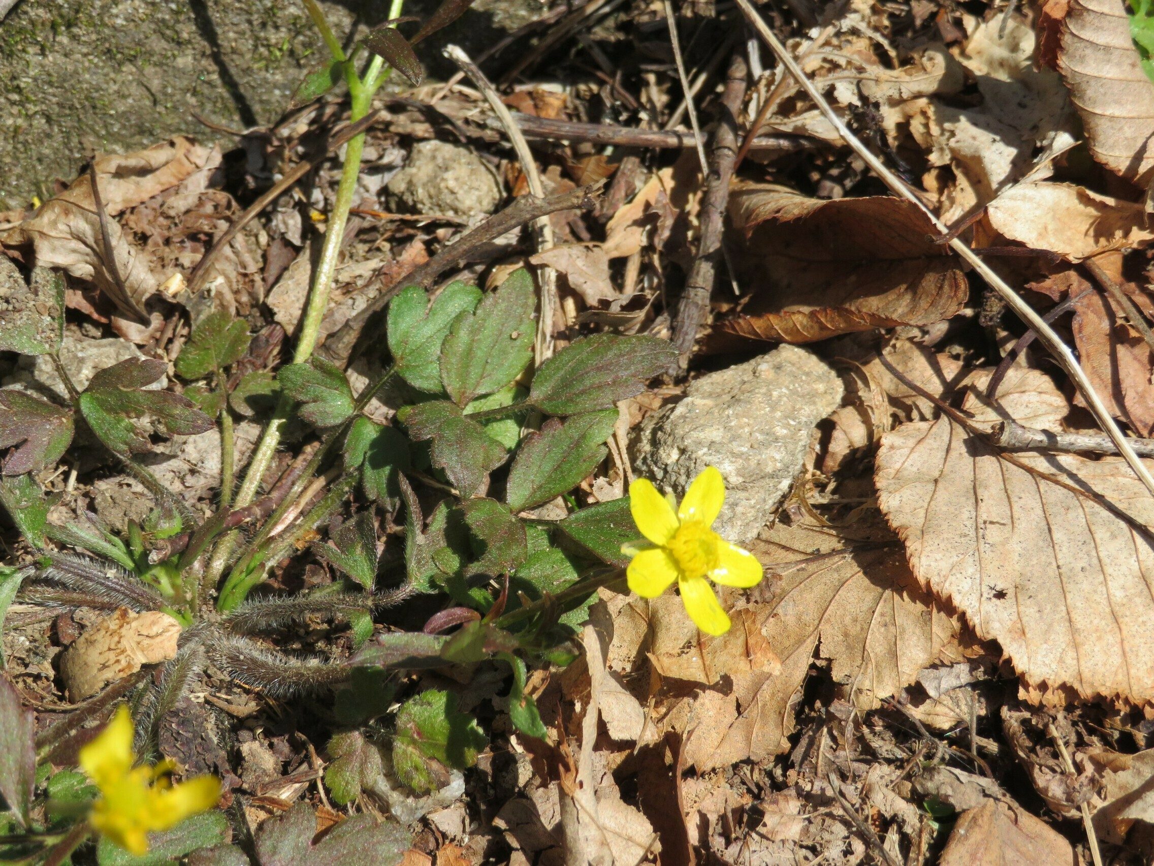 Buttercup, (Ranunculus hispidus)