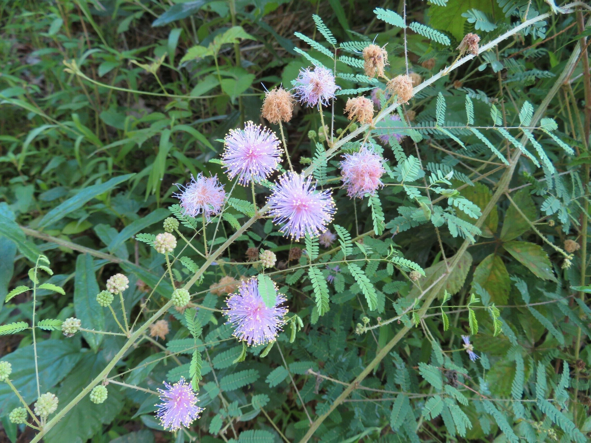 Fourvalve mimosa (Mimosa quadrivalvis)