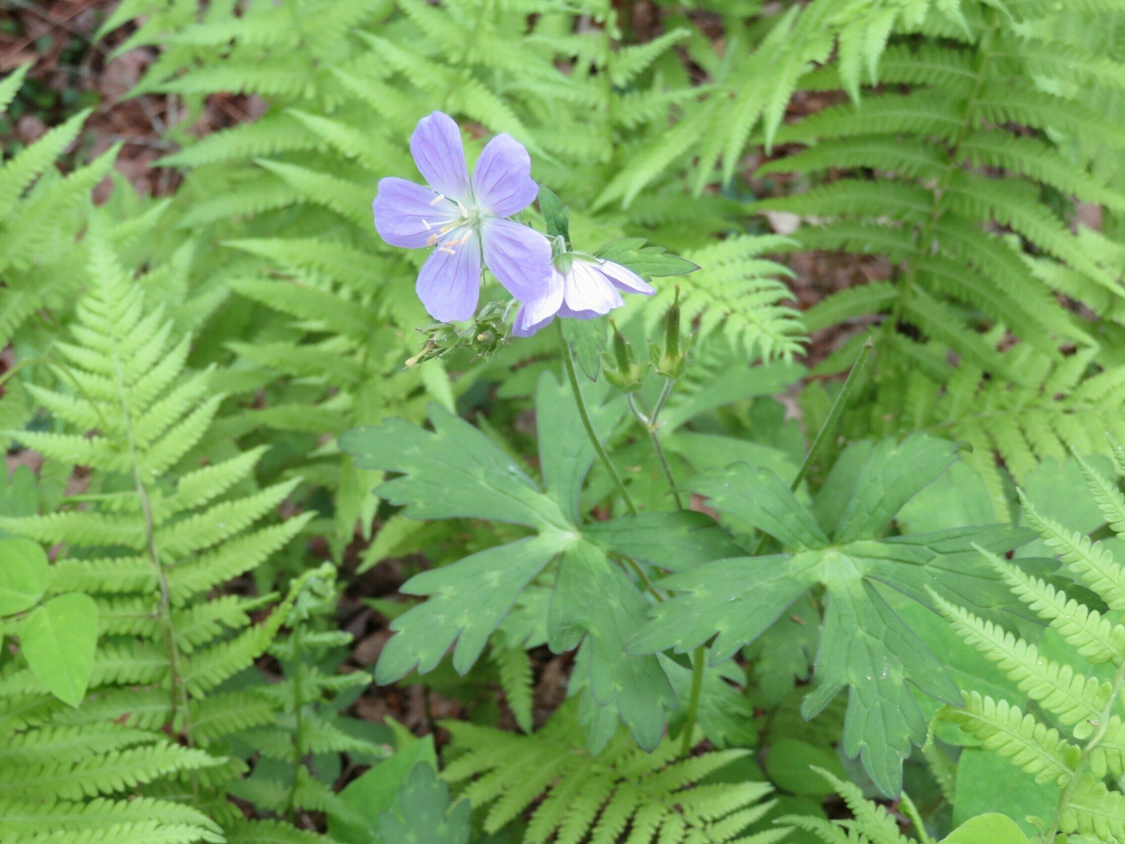 Wild Geranium (Geranium maculatum)