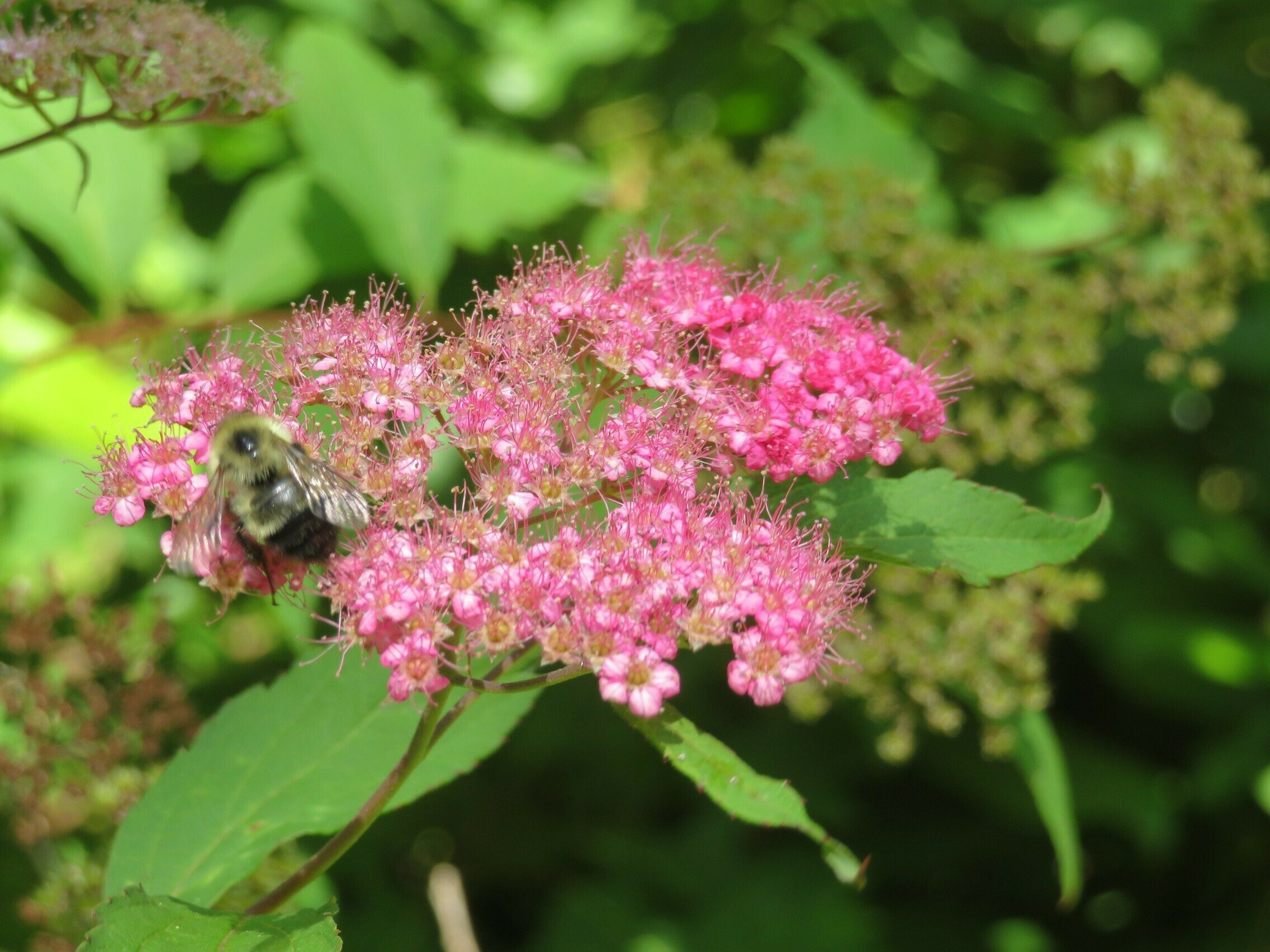 Japanese meadowsweet (Spiraea japonica)
