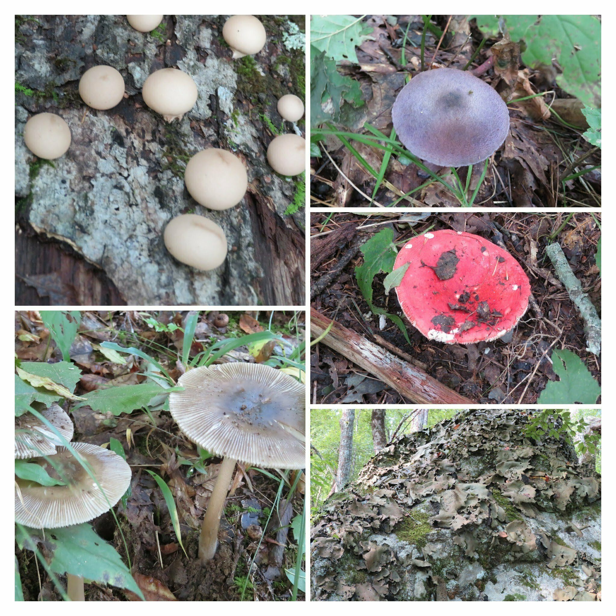 Other fungus along the way.