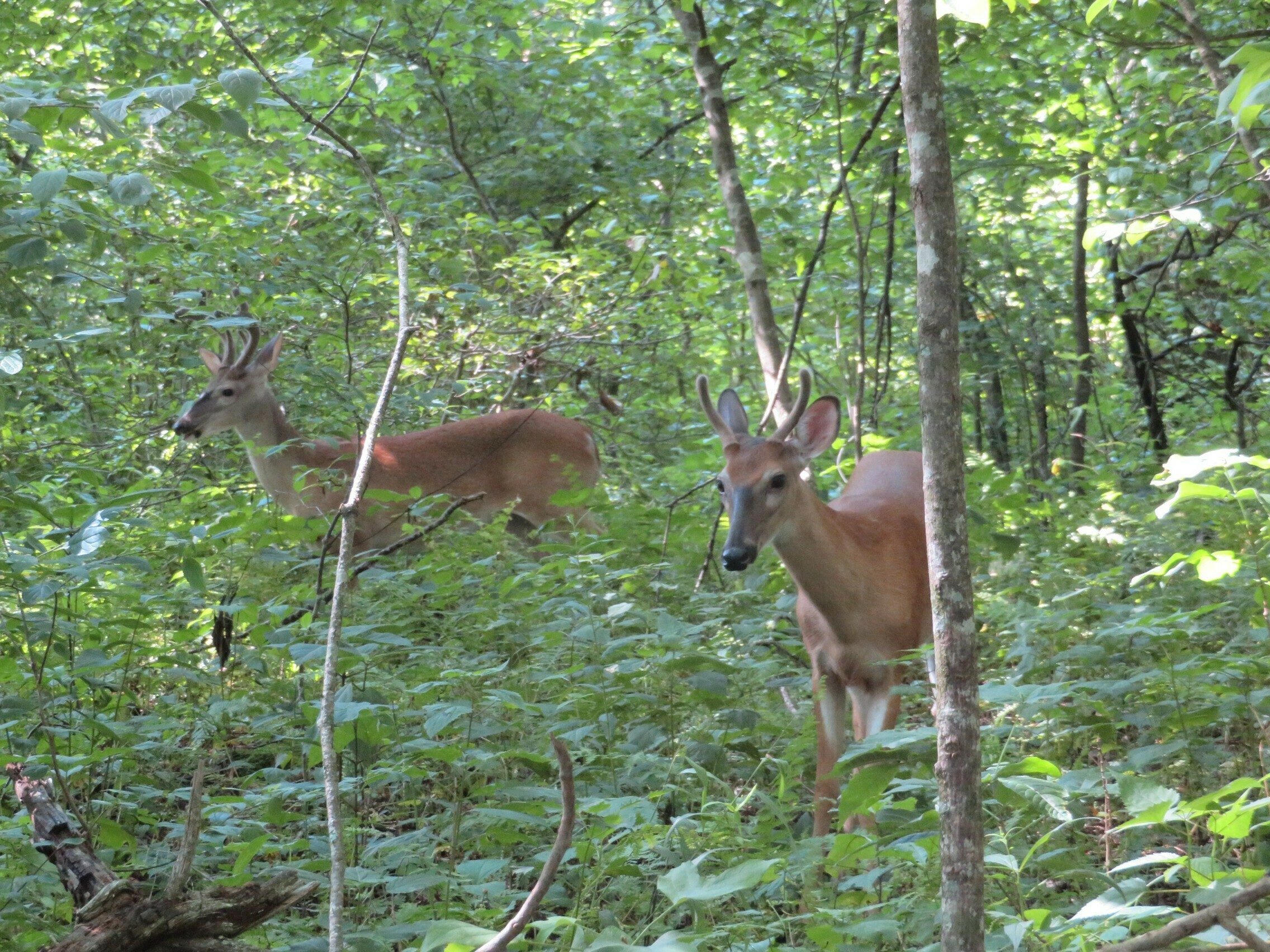 Both bucks grazing.