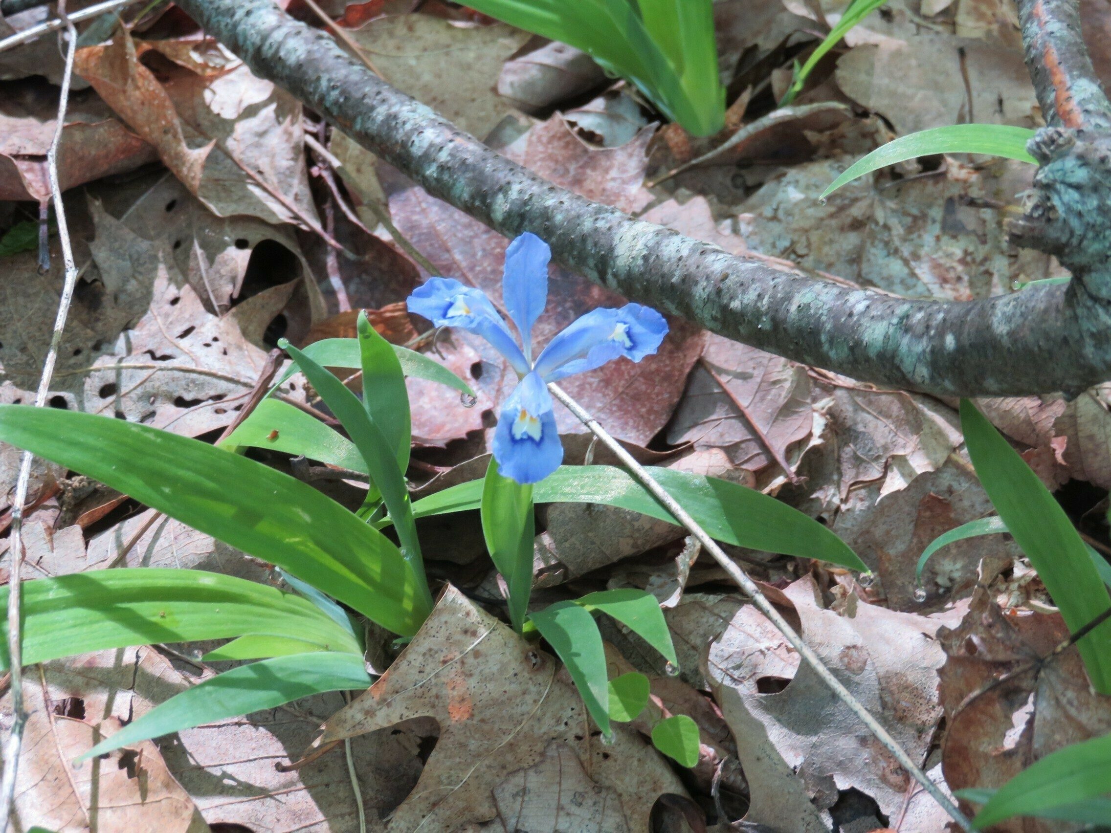 Dwarf Crested Iris (Iris cristata)