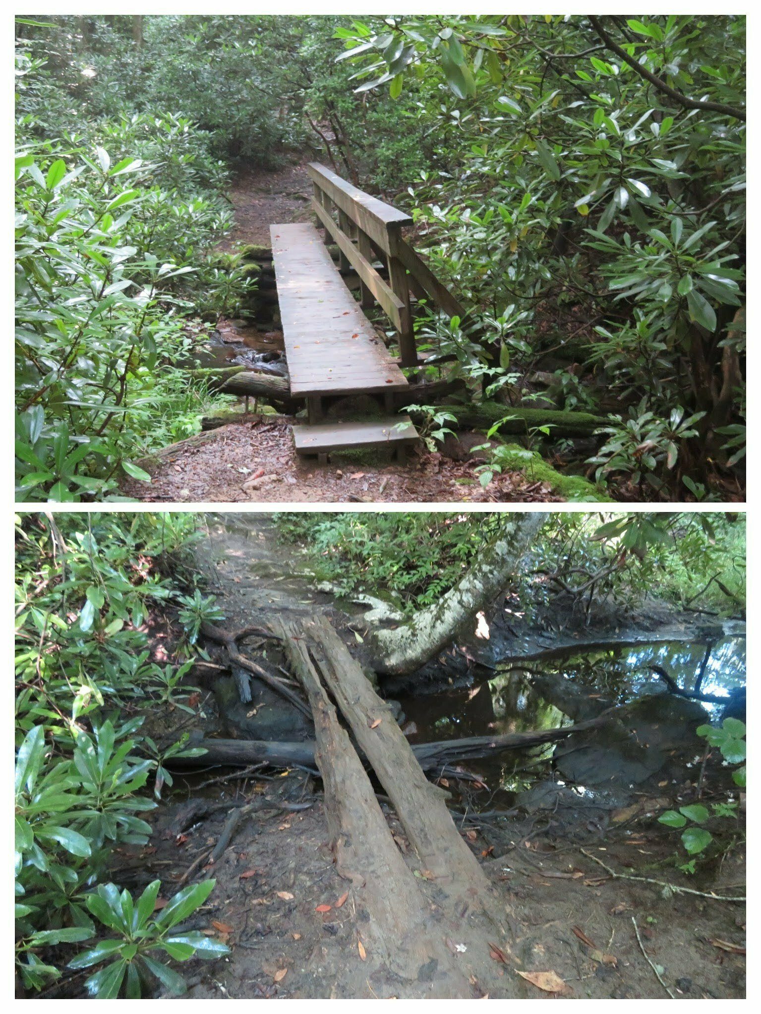 Slippery wet bridges on the way to the loop trail.