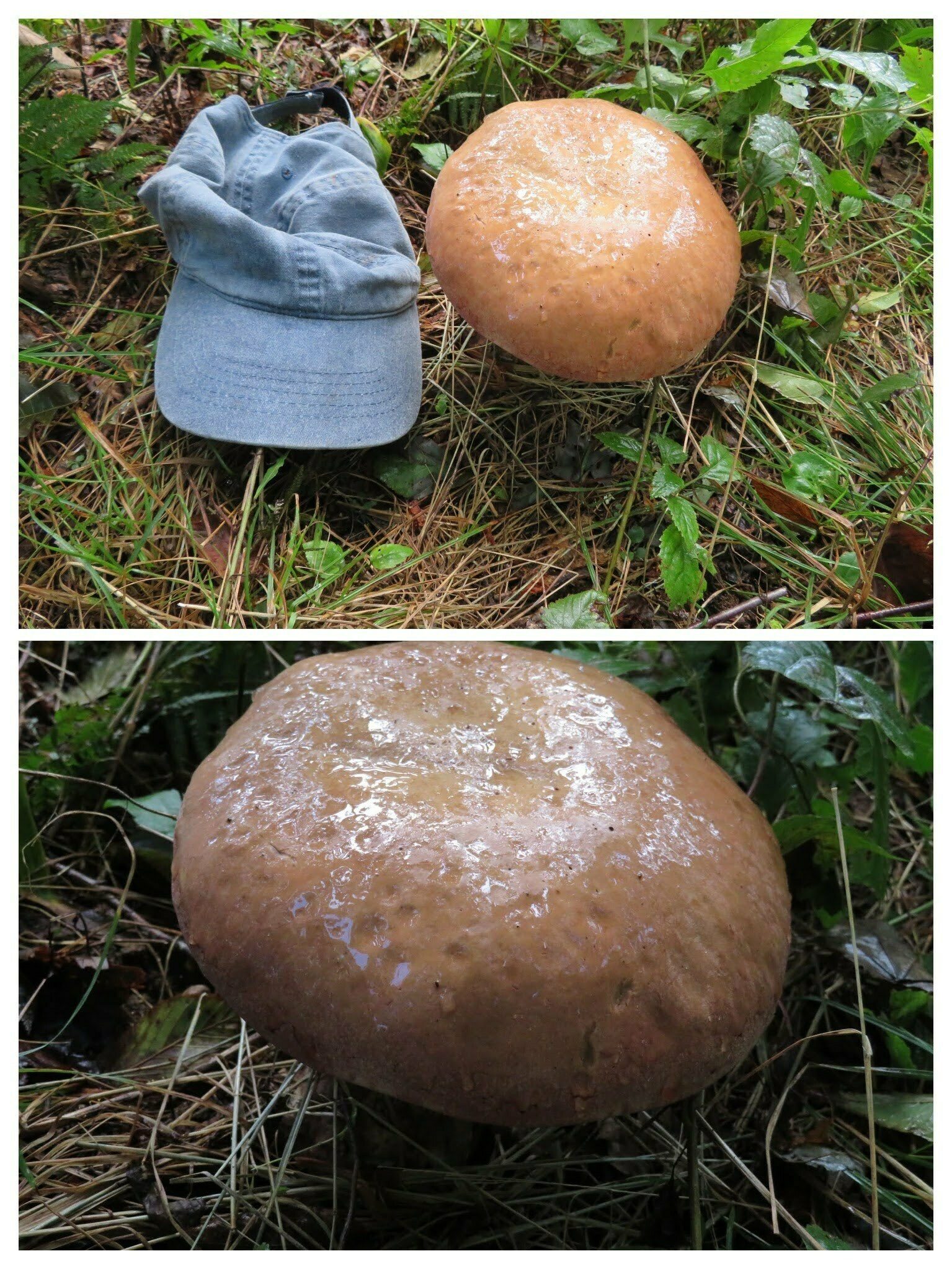 Now that's large mushroom !!
