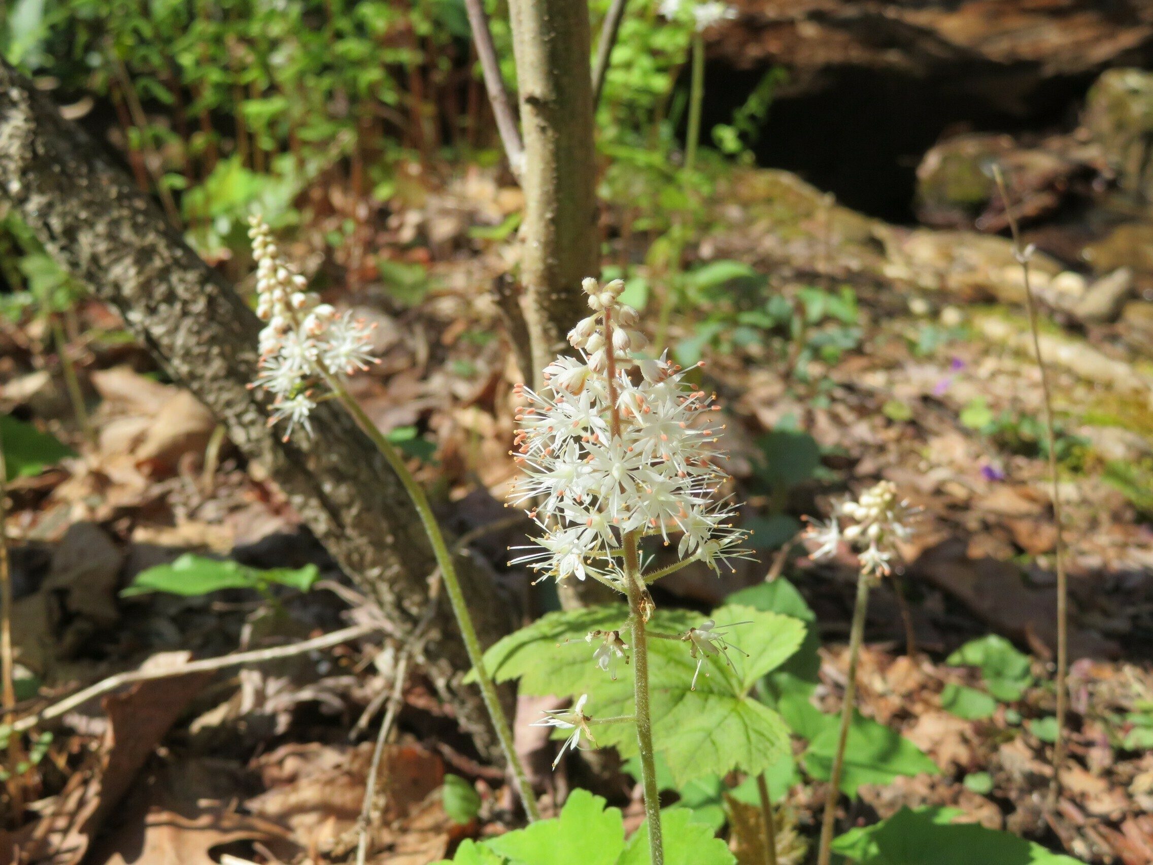 Foamflower (Tiarella cordifolia)