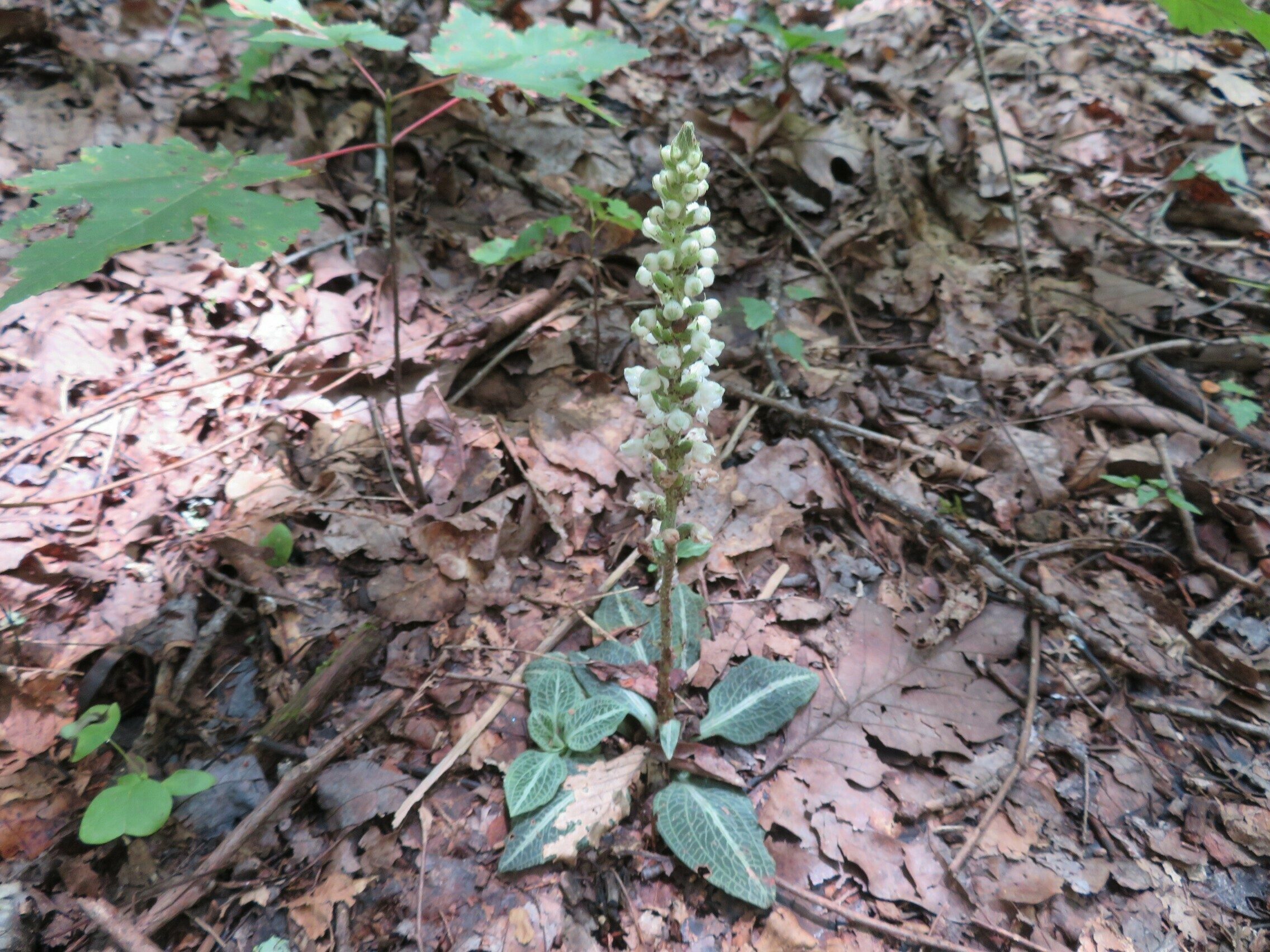 Downy rattlesnake plantain (Goodyera pubescens)