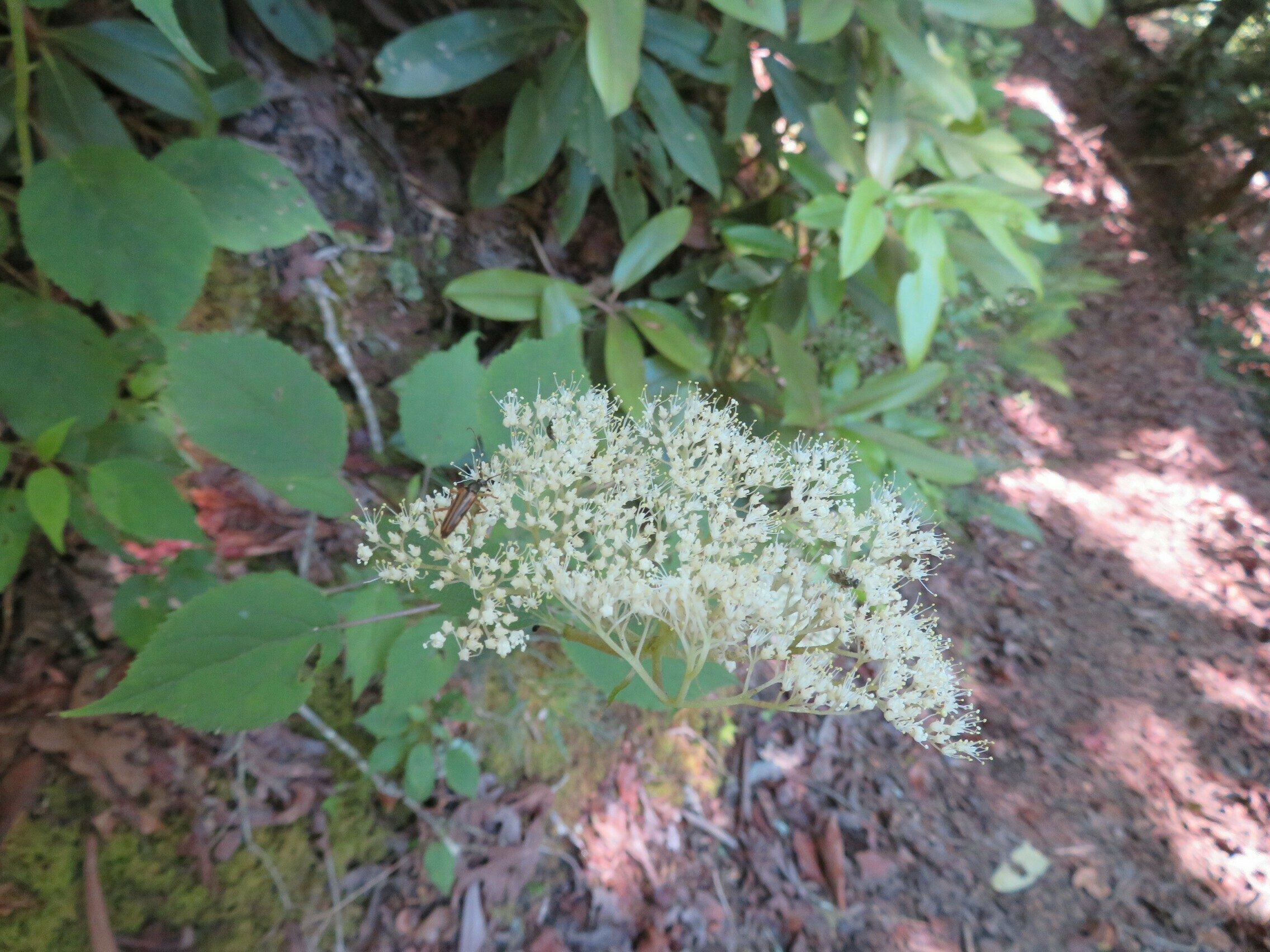 Wild Hydrangea(Hydrangea arborescens)