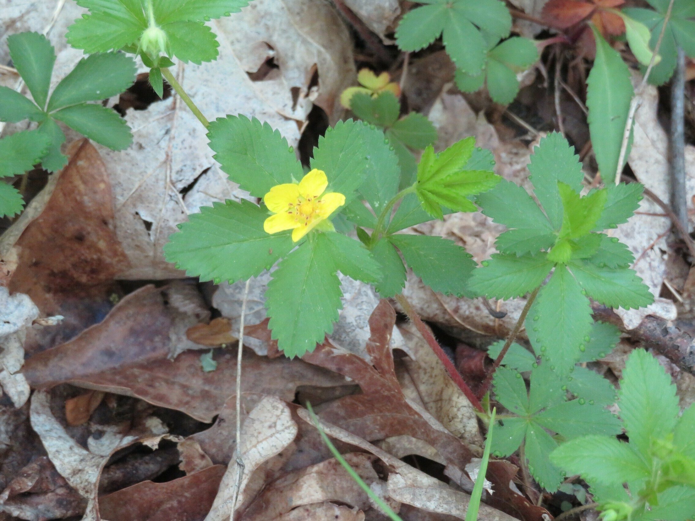 Common Cinquefoil (Potentilla canadensis)