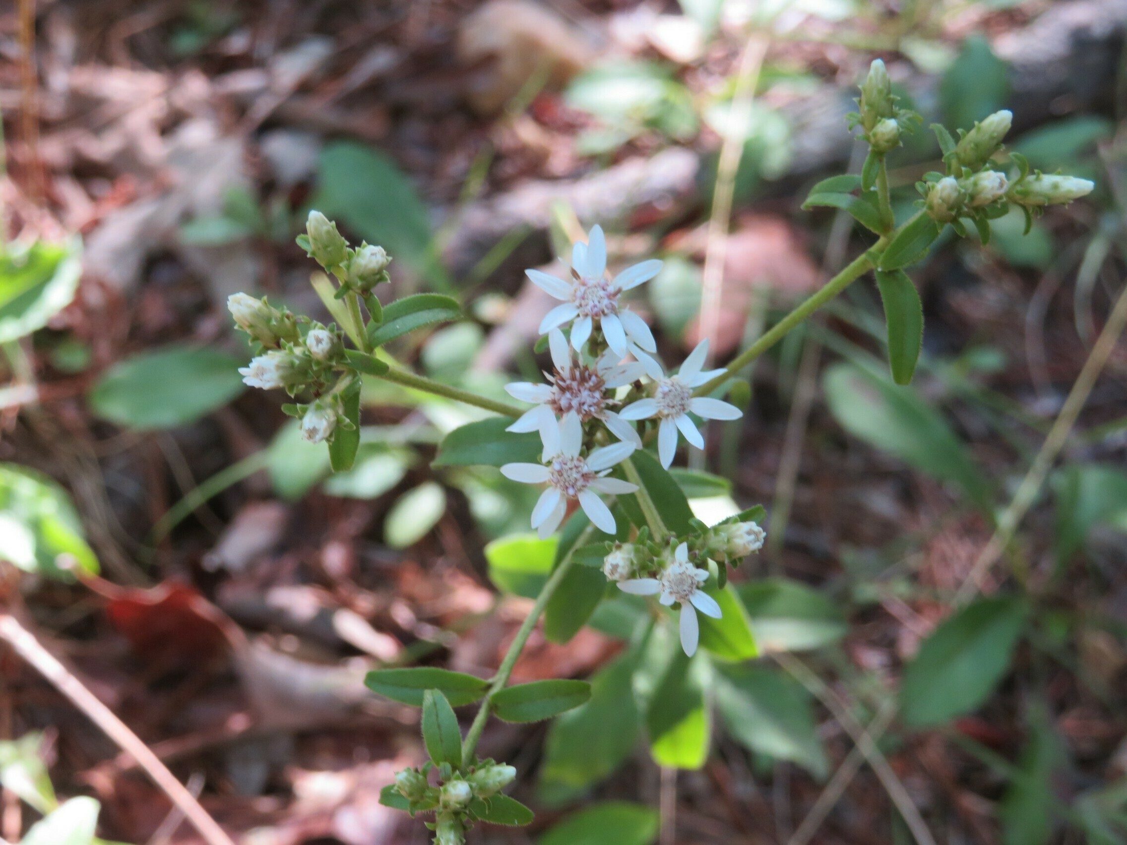 Dixie whitetop aster (Sericocarpus tortifolius) ???