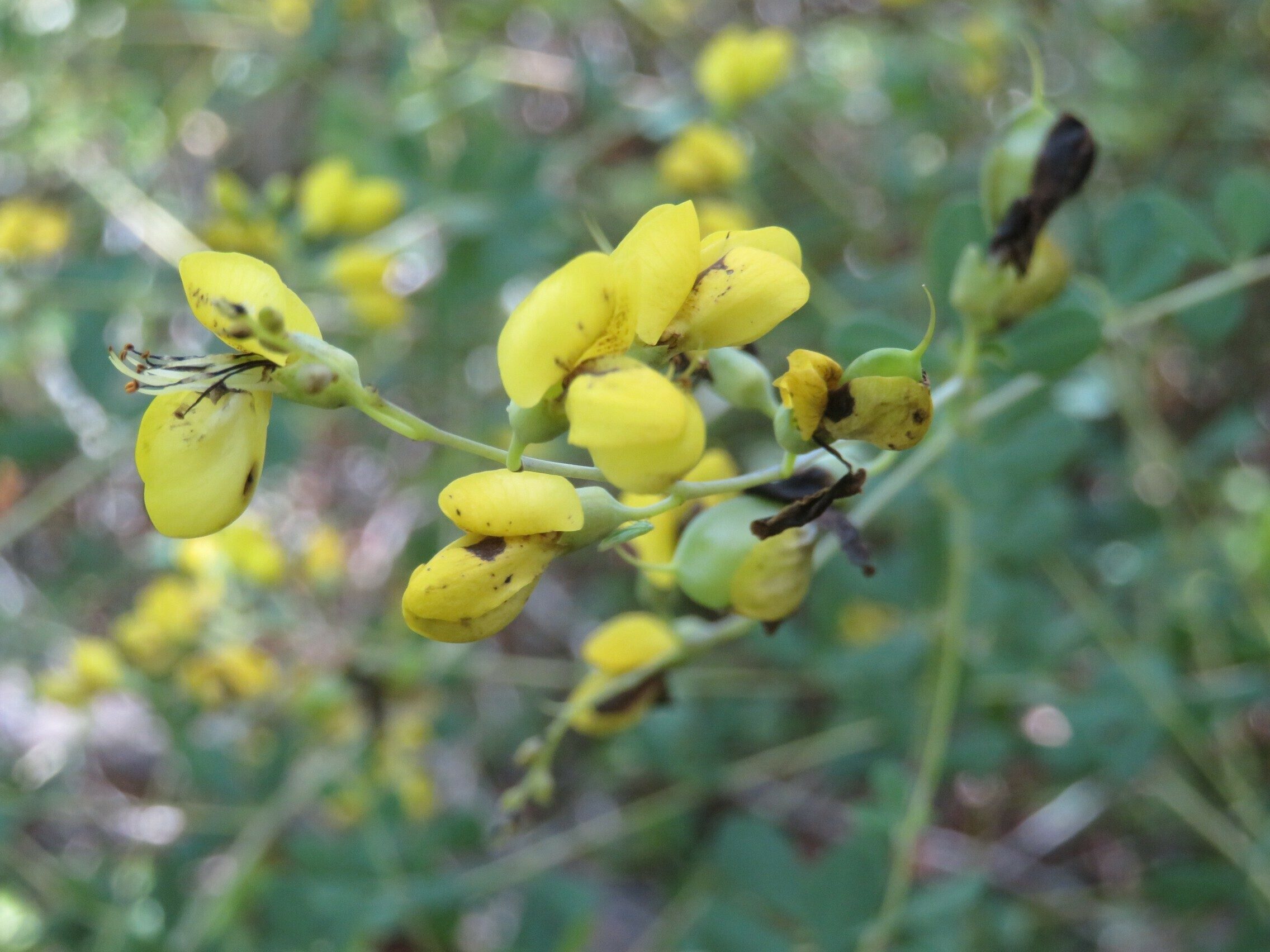 Horsefly Weed (Baptisia tinctoria) ???